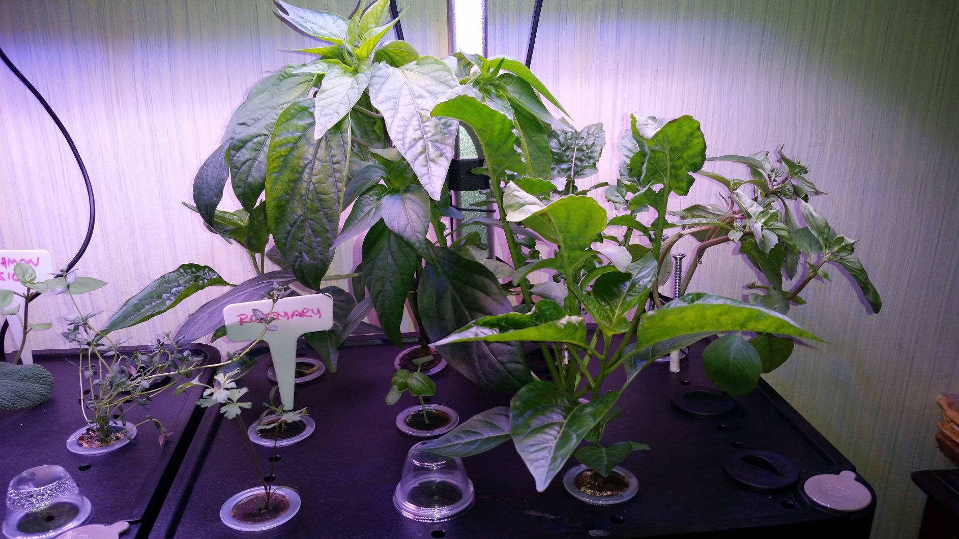 iDOO Hydroponics Growing System Kit 12 Pods, Indoor Herb Garden with LED Grow Light, Built-in Fan, Auto-Timer, Adjustable Height Up to 11.3