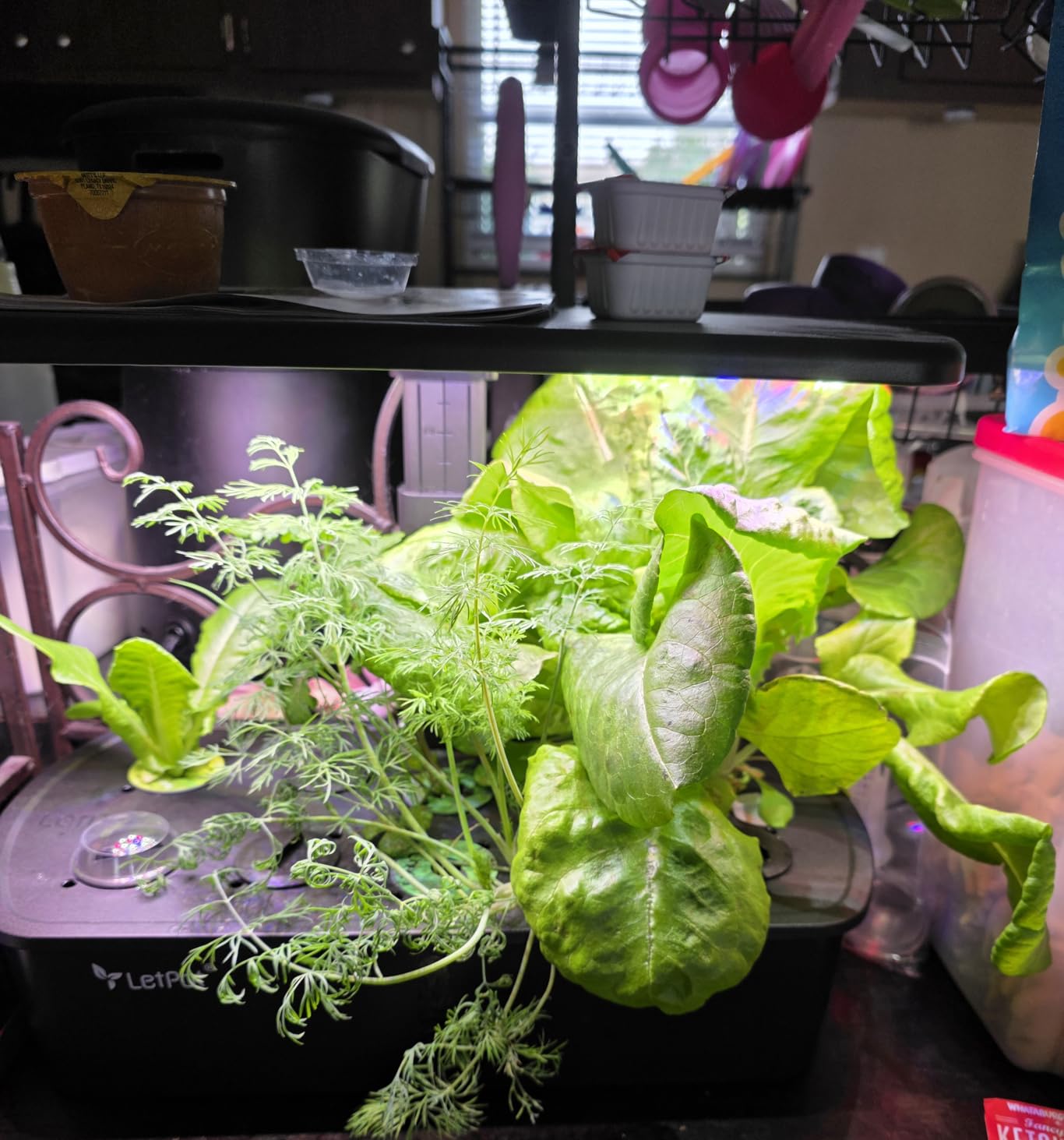 LetPot LPH-Air Hydroponics Growing System Kits, APP & WiFi Controlled Smart Indoor Garden with Adjustable 24W Grow Light Full Spectrum, 10 Pods Planter Indoor Gardening for Gifts, Kitchen, Vegetable customer photo 1