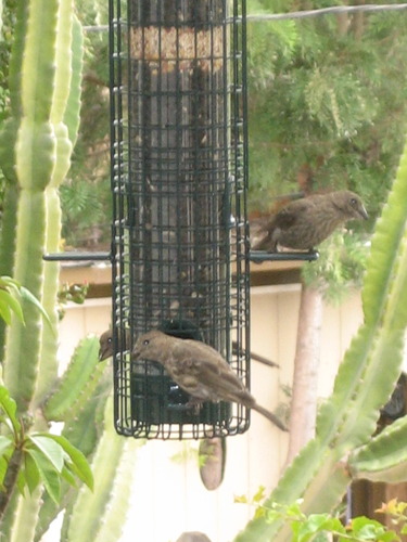 Squirrel Buster Classic Squirrel-proof Bird Feeder w/4 Feeding Ports, 2.4-pound Seed Capacity customer photo 2