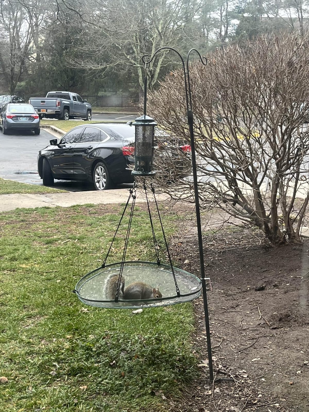 Squirrel Buster Standard Squirrel-proof Bird Feeder w/4 Metal Perches, 1.3-pound Seed Capacity, garden green customer photo 2