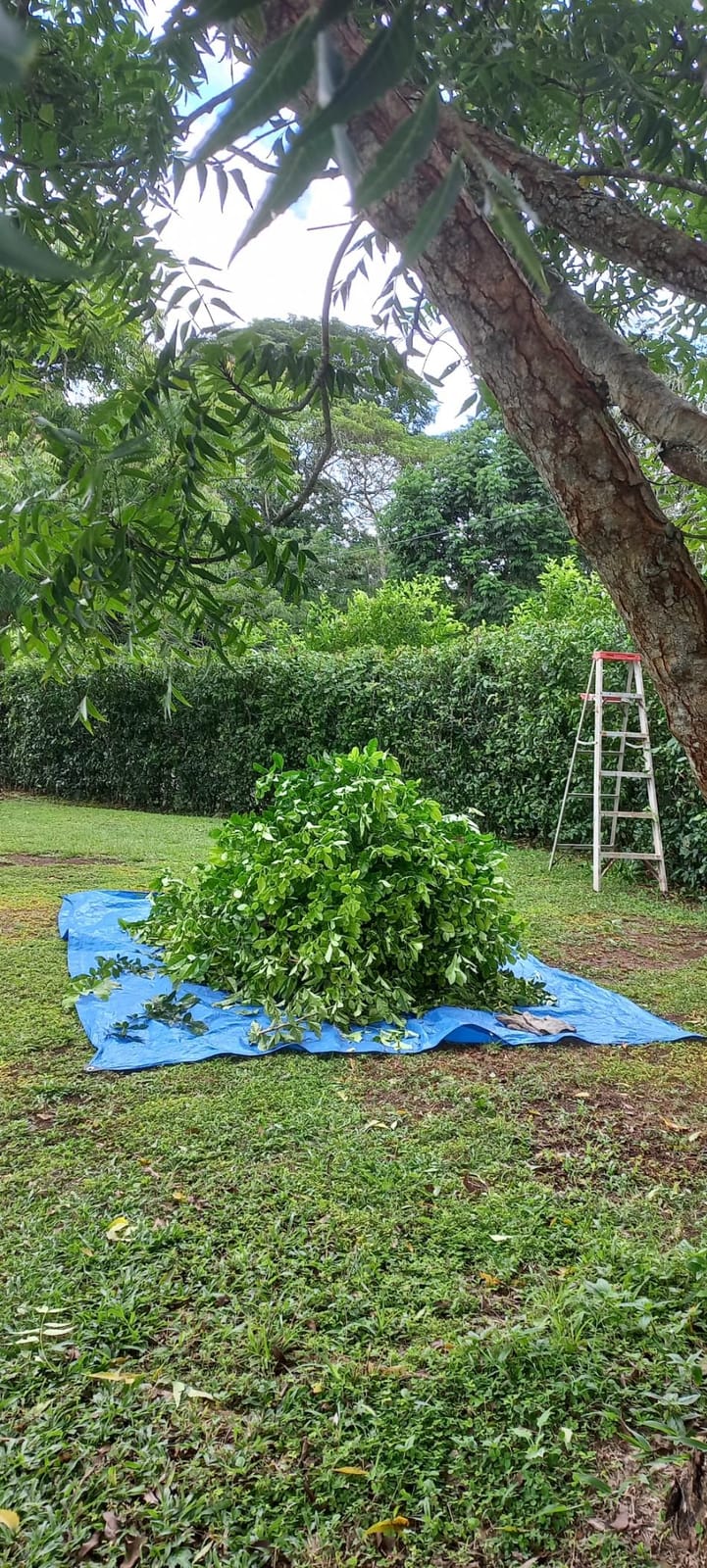 BLACK+DECKER 40V MAX* 24 in. cordless hedge trimmer with POWERDRIVE, Tool Only (LHT2436B) customer photo 2