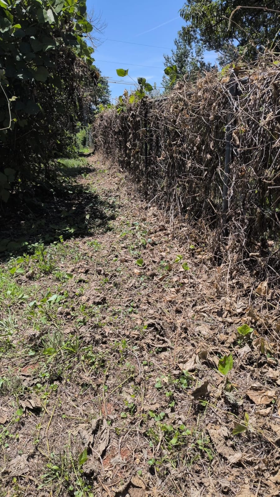 RM43 Concentrated Extended Control Weed Killer customer photo 1