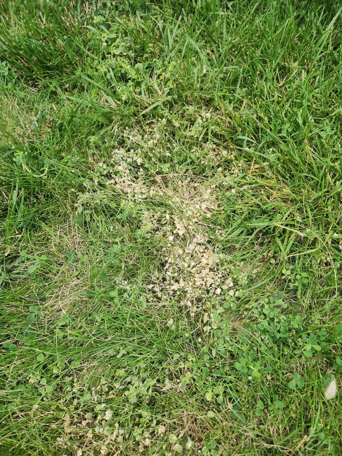 Ortho WeedClear Weed Killer for Lawns with Comfort Wand - Ready-To-Use, Weed Killer Herbicide, Won't Harm Grass (When Used as Directed), Kills Dandelion & Clover, 1 gal. customer photo 1