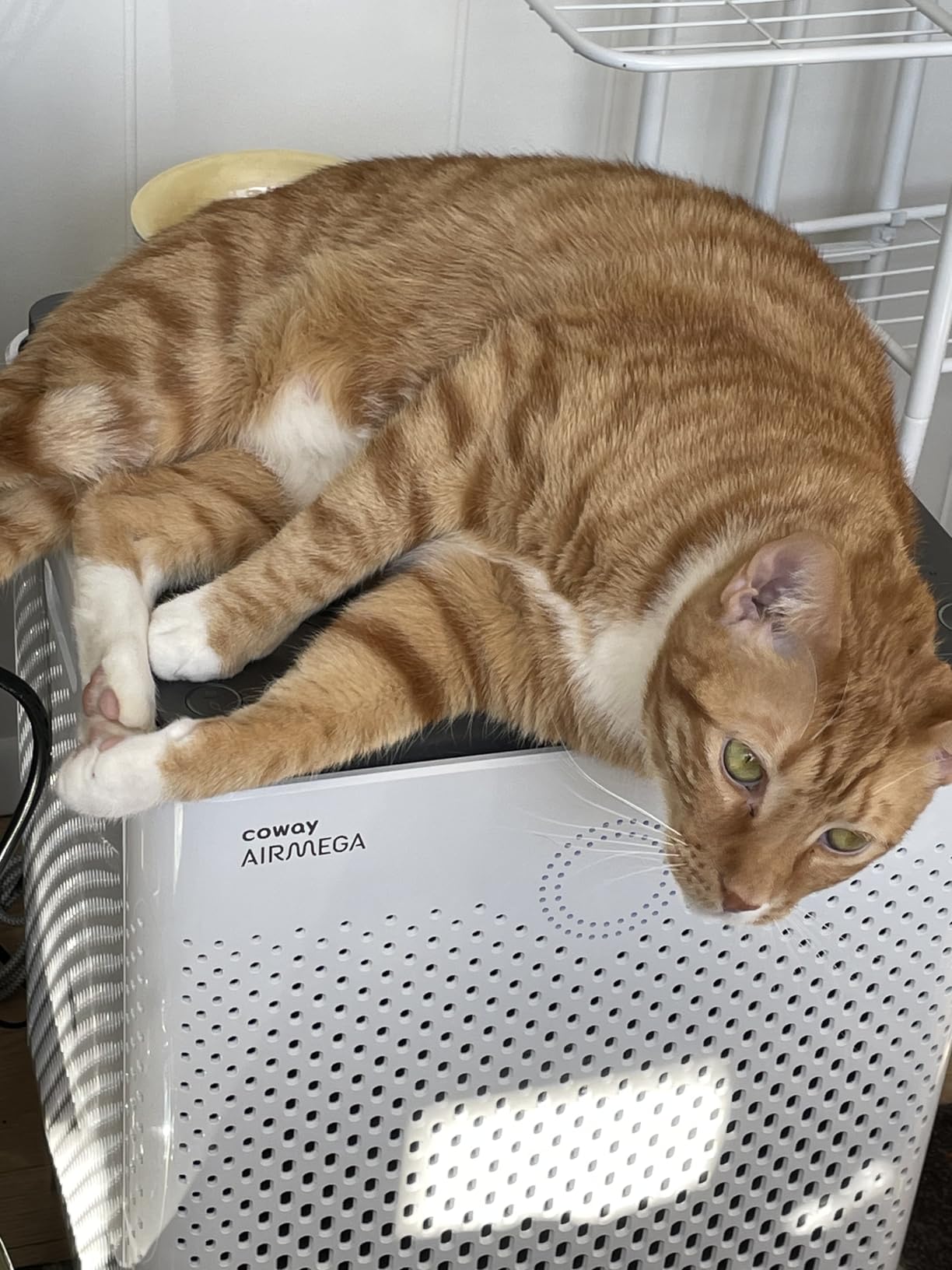 COWAY Air Purifier for Home Large Room Up to 3,120ft², Washable Pre-Filter and HEPA Filter for Smoke, Allergies, Pet Dander, Odor, AQI, Auto & Sleep Mode, Timer, 5yr Warranty, Airmega 400(G) customer photo 2