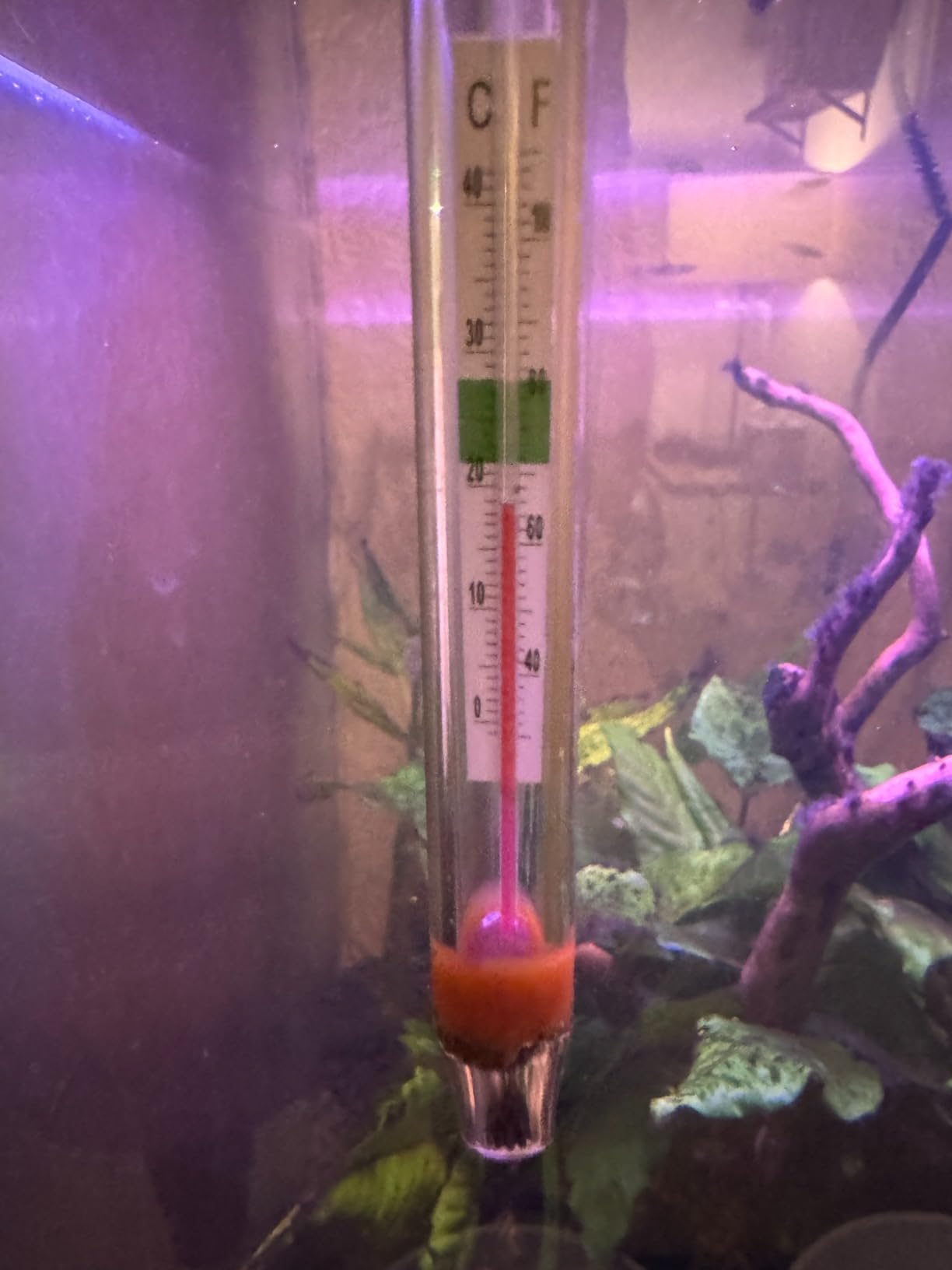 hygger 200W Titanium Aquarium Heater for Salt Water and Fresh Water, Digital Submersible Heater with External IC Thermostat Controller and Thermometer, for Fish Tank 20-45 Gallon customer photo 2