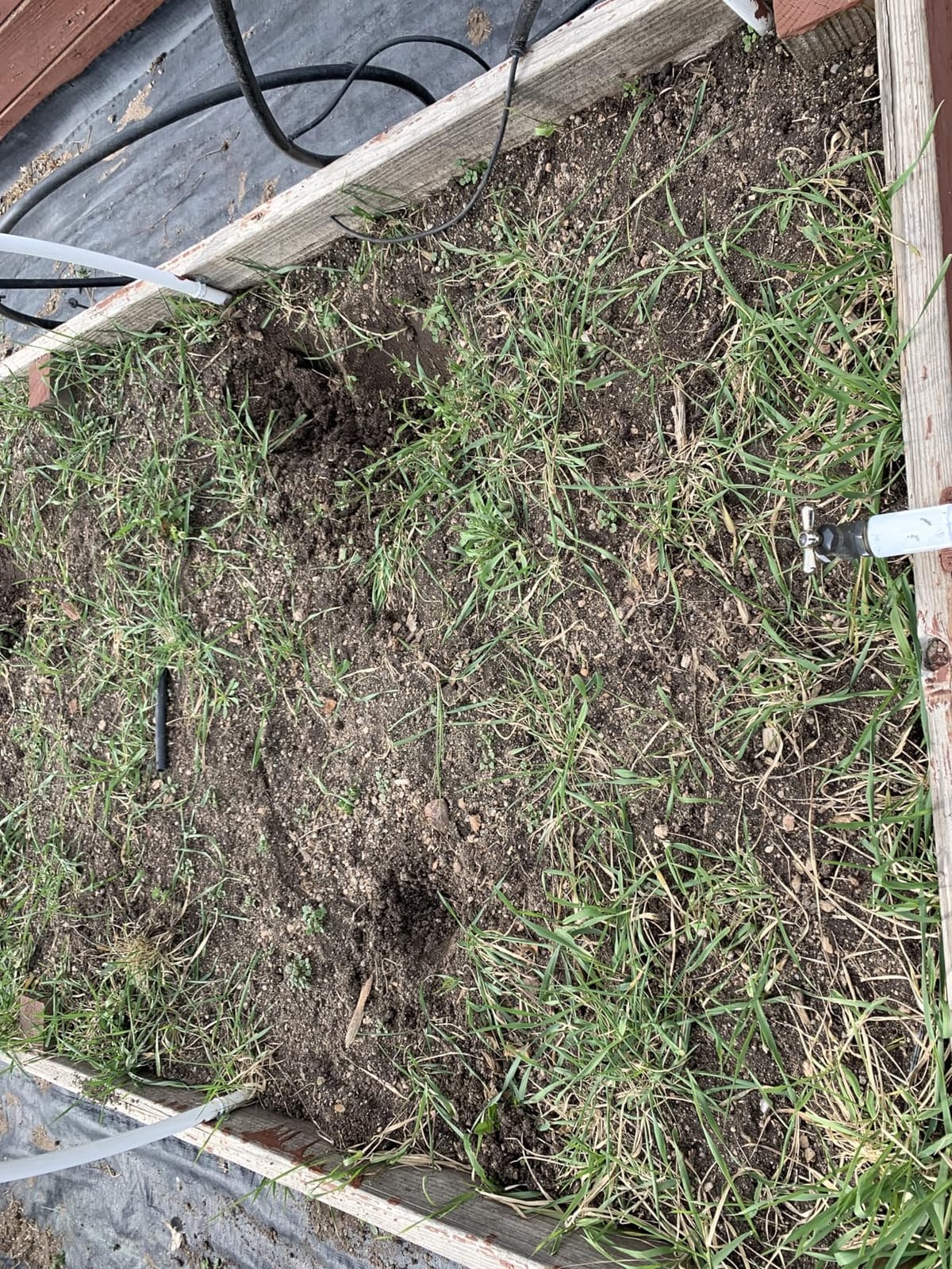 Ortho GroundClear Weed & Grass Killer with Comfort Wand, 1 gal. customer photo 1