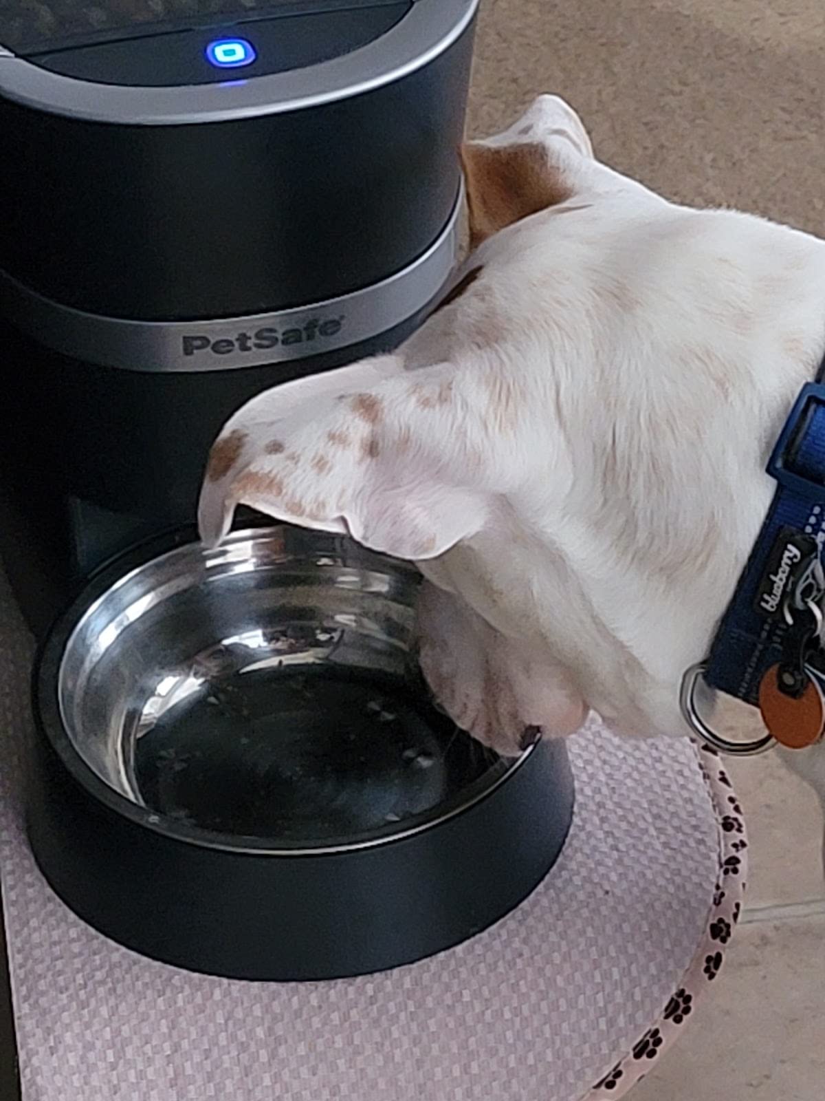 PetSafe Smart Feed Automatic Pet Feeder, 6L/24 Cup, Programmable | Alexa Enabled for Snack Feeding, App Alerts When Low/Empty, Slow Feed Setting, Backup Batteries Keep Meals on Schedule customer photo 2
