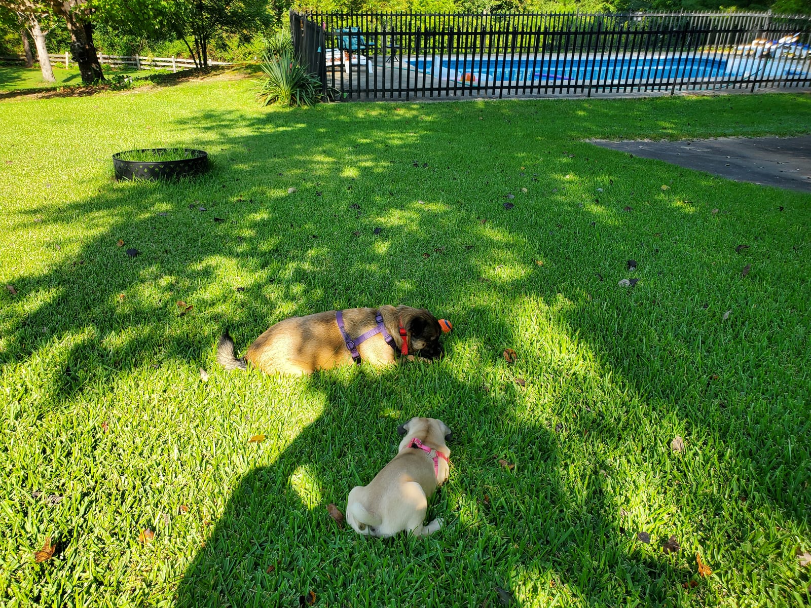 PetSafe Basic In-Ground Fence, 2 Dog, Up to 1/3 Acre | Includes 2 Collars, Tone & Static, Expandable to Unlimited Collars and 5 Acres, up to 2 Months Battery Life, Pets 8lb+ customer photo 1