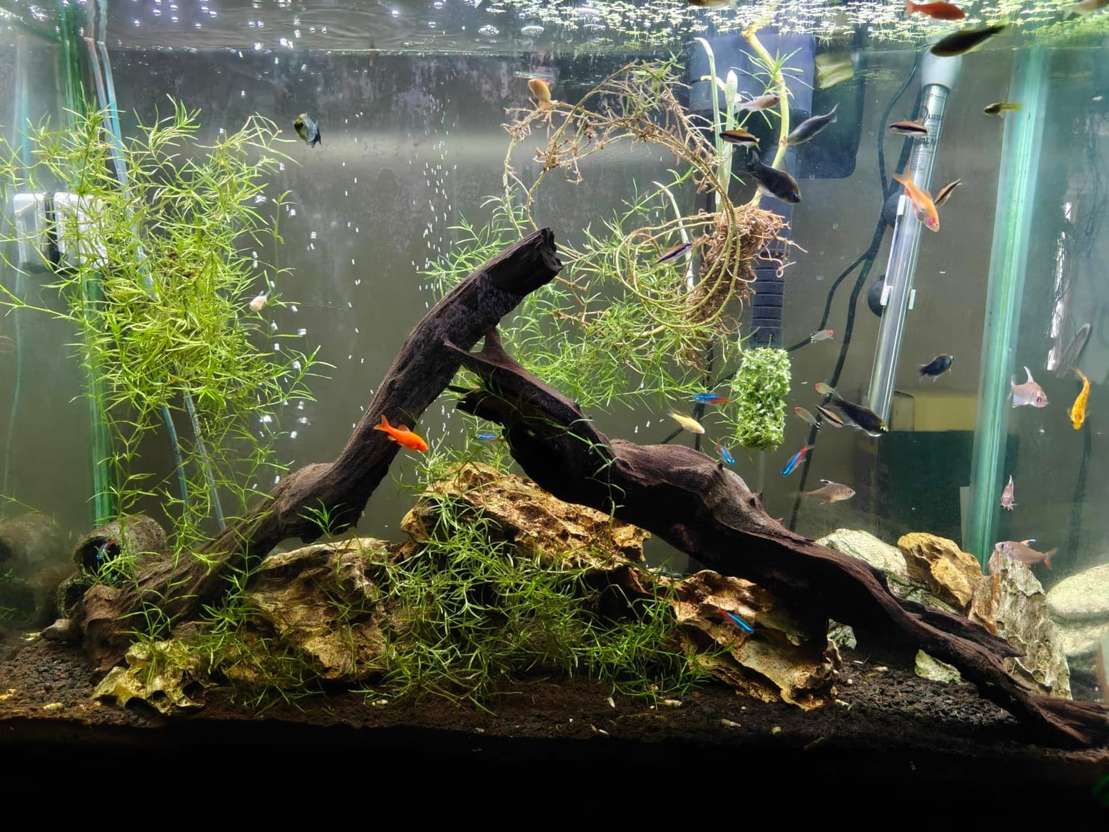 AQUANEAT LED Aquarium Light Full Spectrum 17 Inch Light Body with Extendable Brackets for 18 Inch to 24 Inch Fish Tank Light Fresh Water customer photo 2