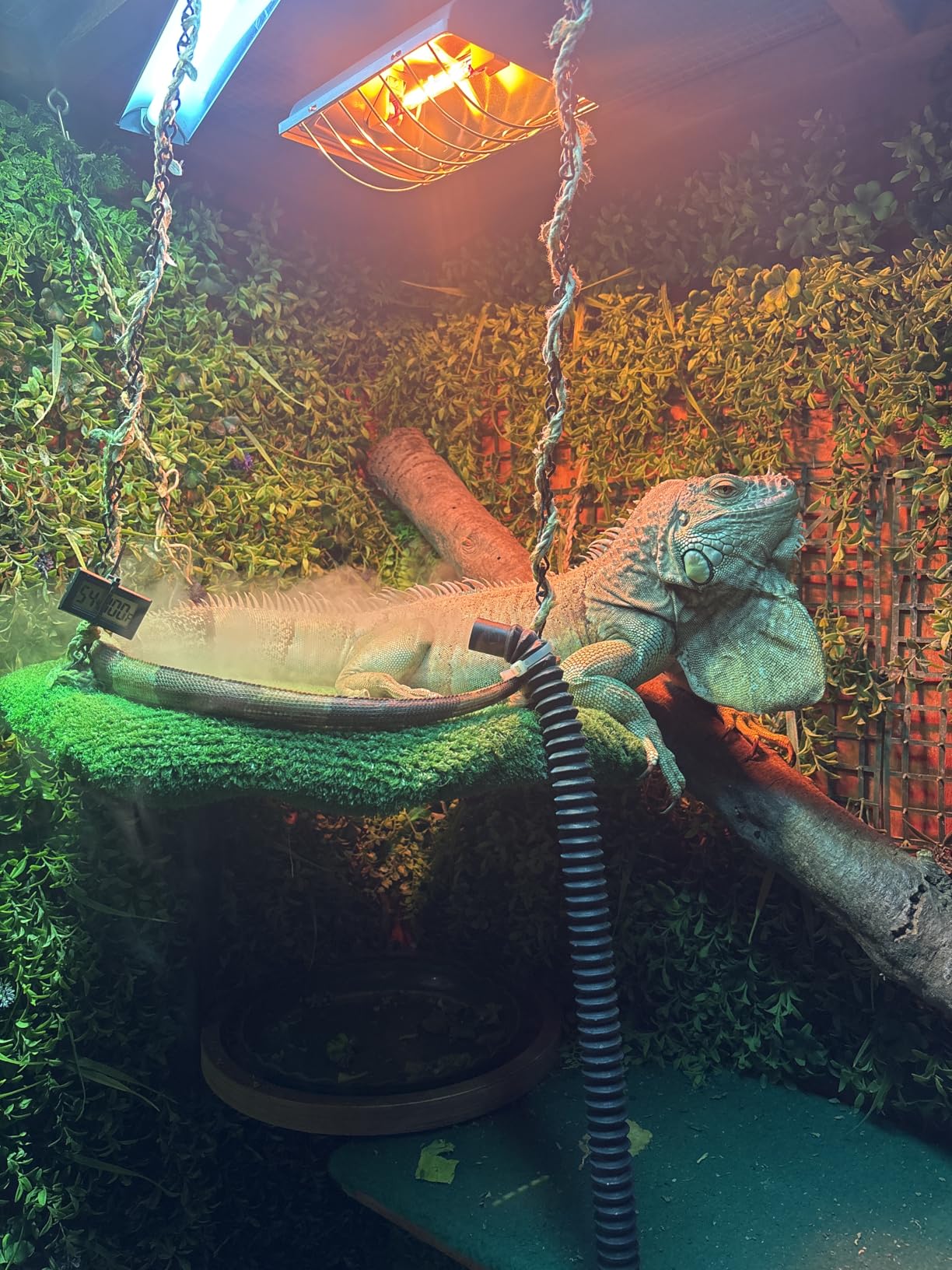 Coospider 3.8L Reptile Fogger Mister, Quiet Reptile Humidifier for Reptiles Tank, Terrarium Humidifiers with Extended Tube, Automatic Reptile Misting System for Reptiles Amphibians Herps Vivarium customer photo 1