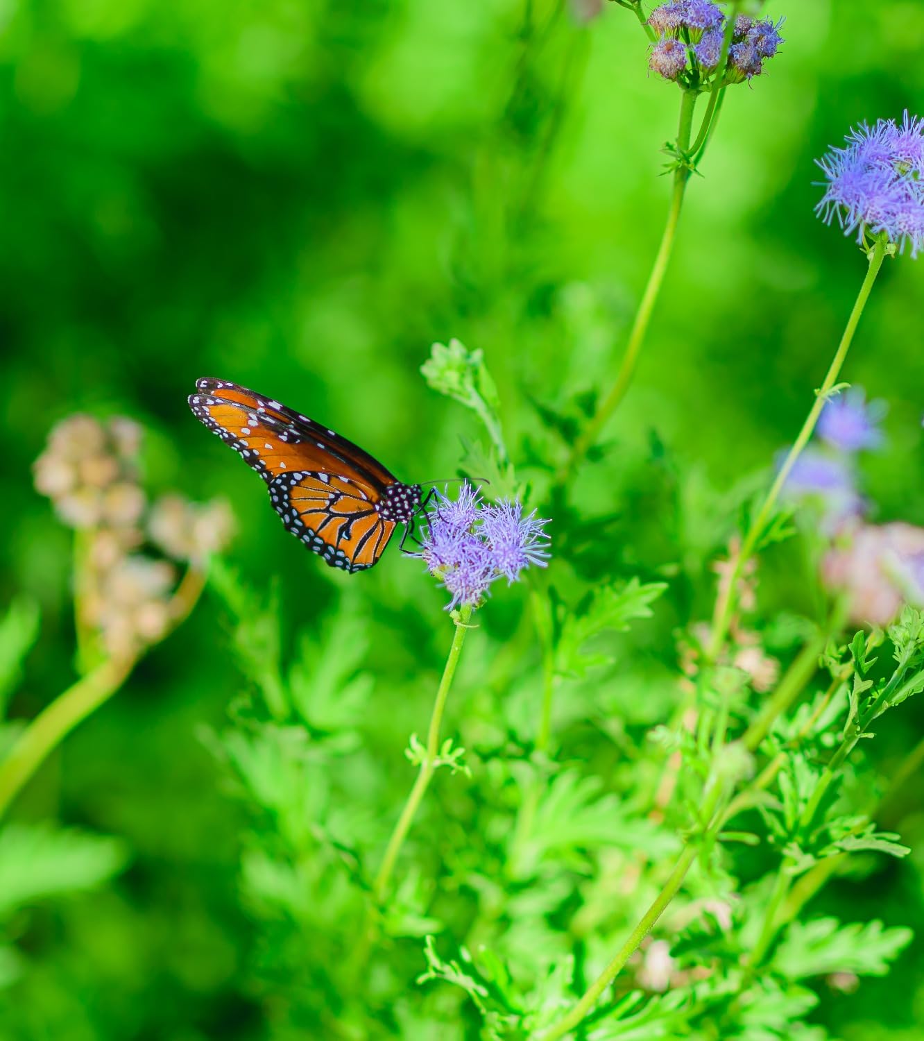 Nikon D780 Body | 24.5MP Backside Illuminated FX Full-Frame BSI Sensor customer photo 2