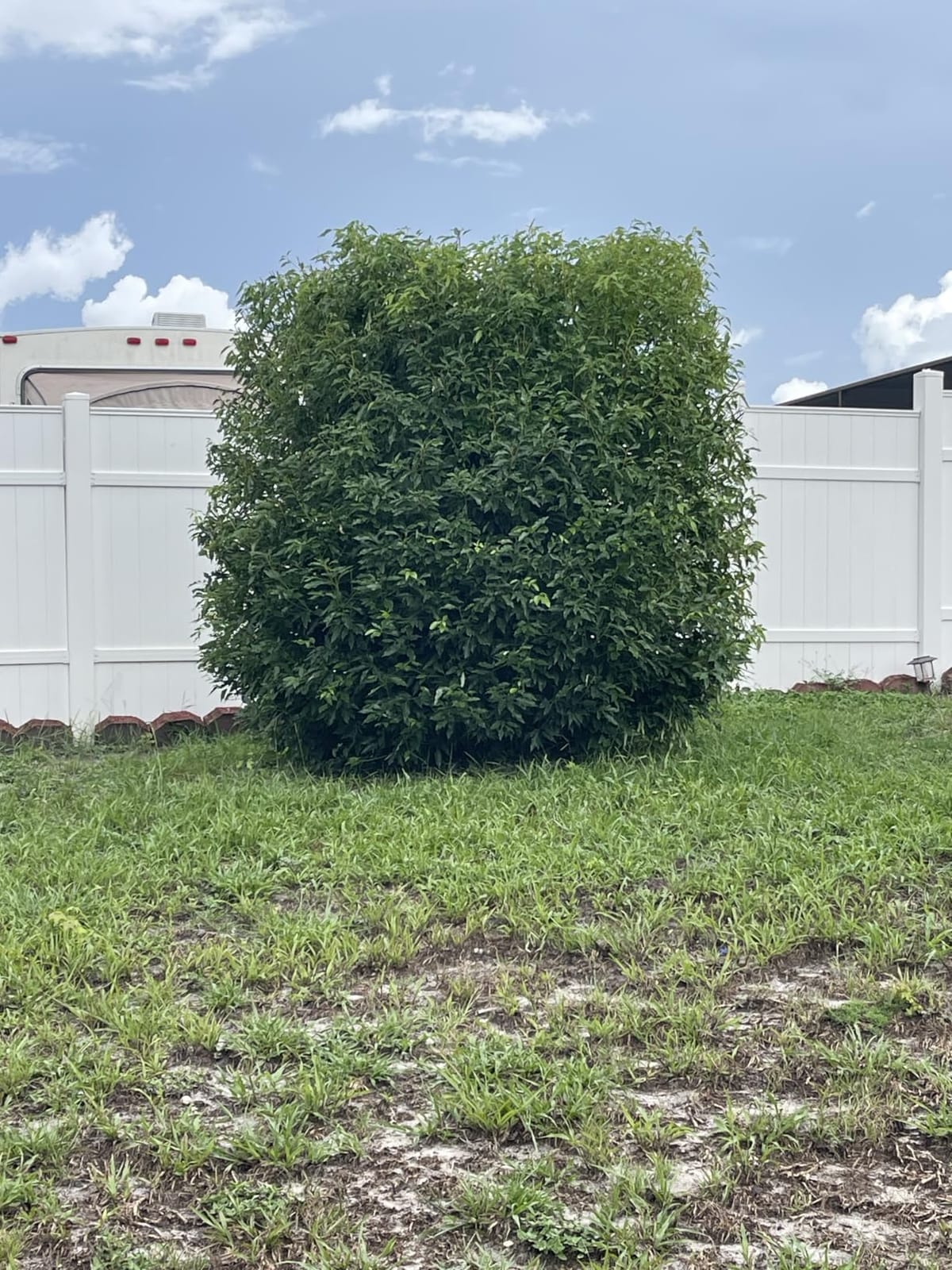 MZK 22'' Cordless Hedge Trimmer, 20V Bush Trimmer, Handheld Hedge Cutter, Grass Shrub Trimmer, Lightweight & Compact Trimmer(2 * 4.0Ah Battery & Charger Included) customer photo 1