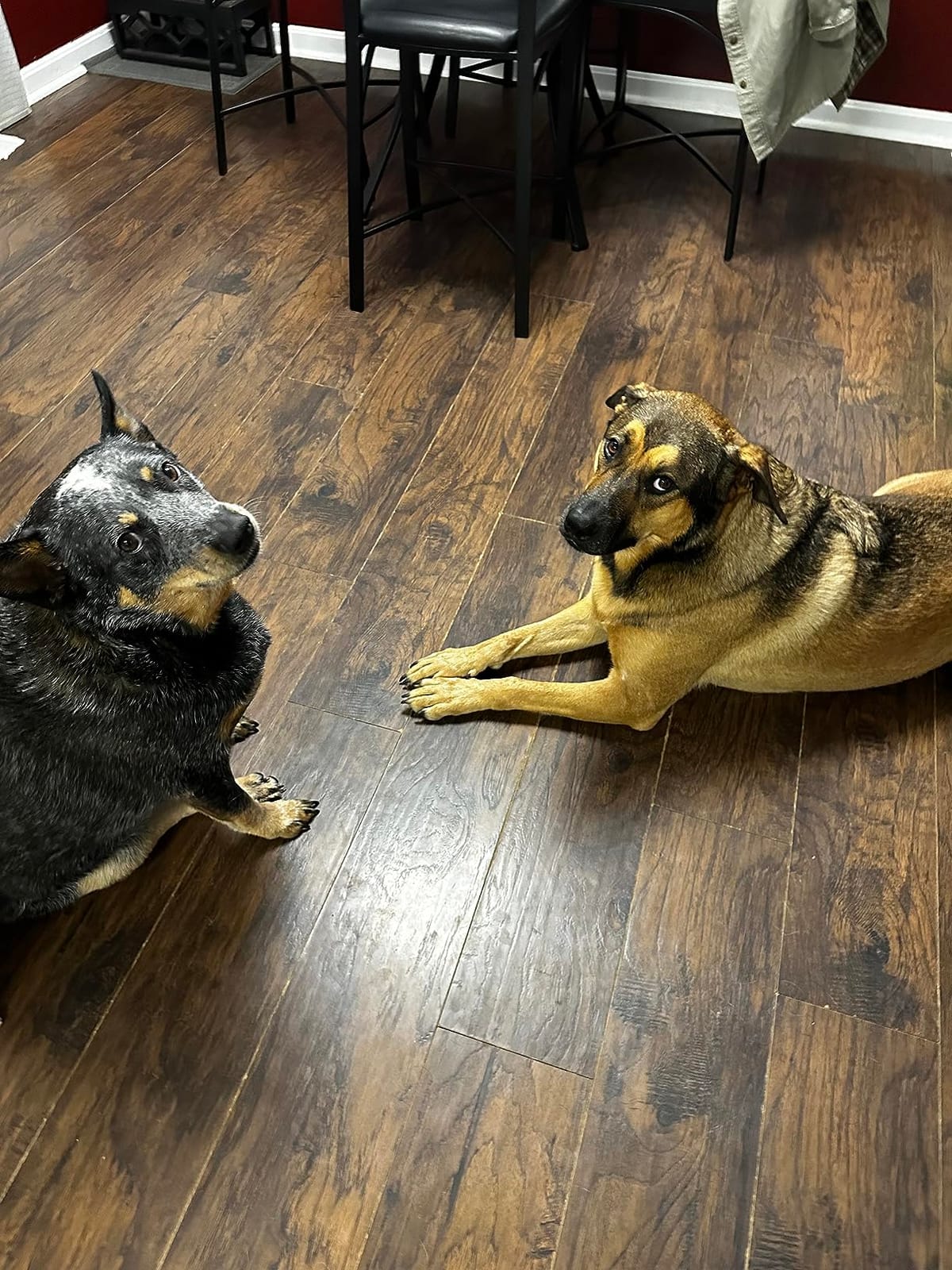 Three Dog Bakery Lick'n Crunch! Dog Treats Variety Pack customer photo 2