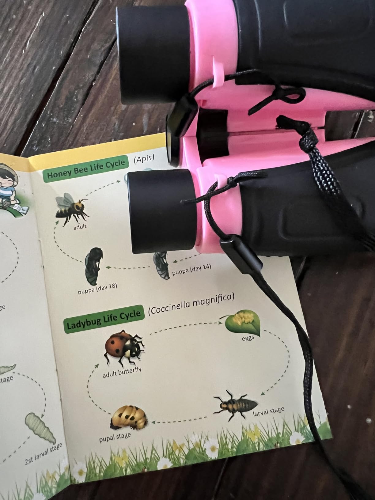 INNOCHEER Toys for Girls Explorer Kit, Bug Catcher Kit for Kids, Birthday Gifts, Summer Toys for 3 4 5 6 7 8+ Year Old Girls, 3 4 5 6 7 8+ Year Old Girl Birthday Gift Kids Outdoor Toys customer photo 1