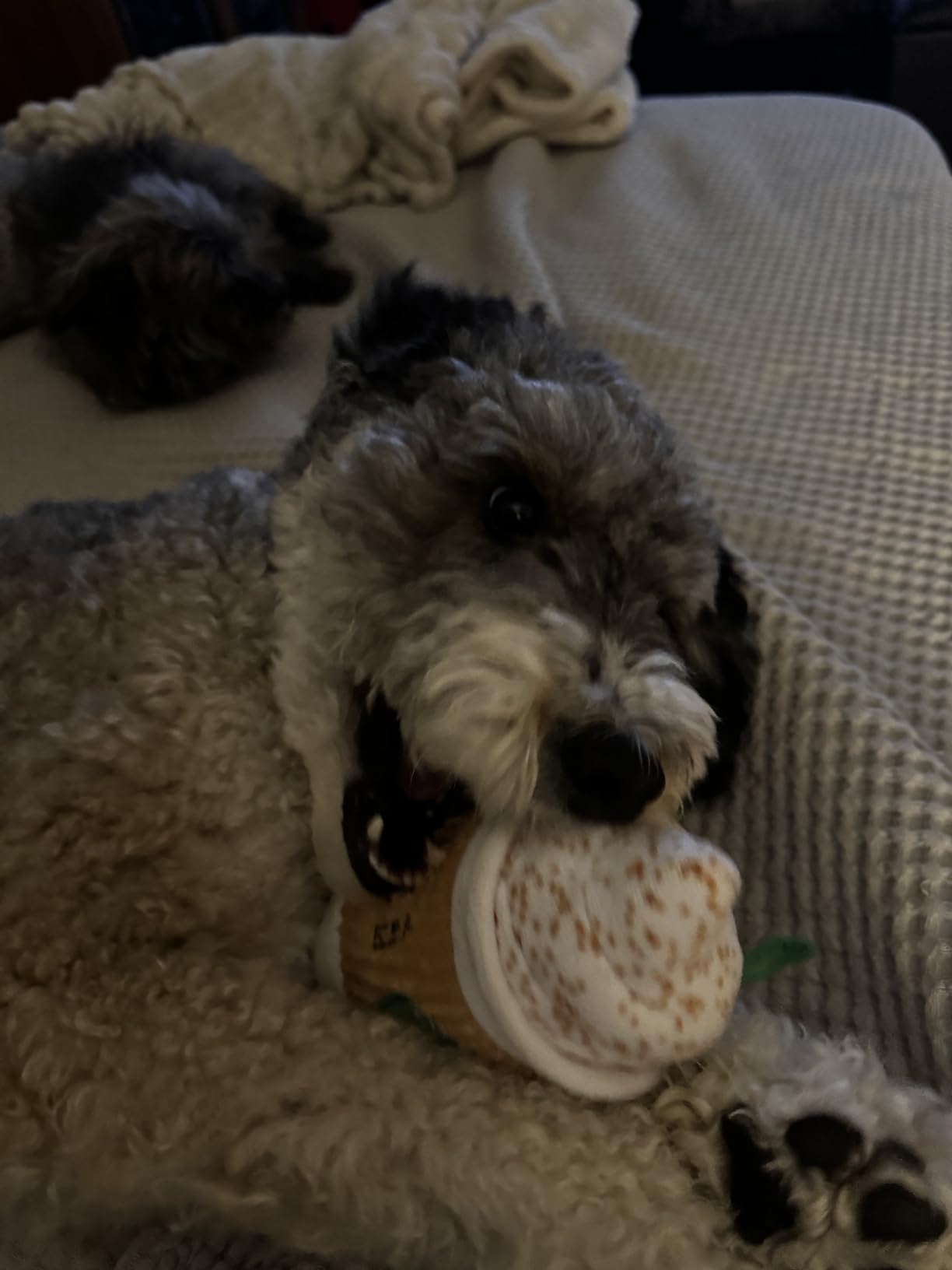 Nestpark Parody Star Pups Coffee Dog Toy Pup'kin Spice Latte customer photo 1