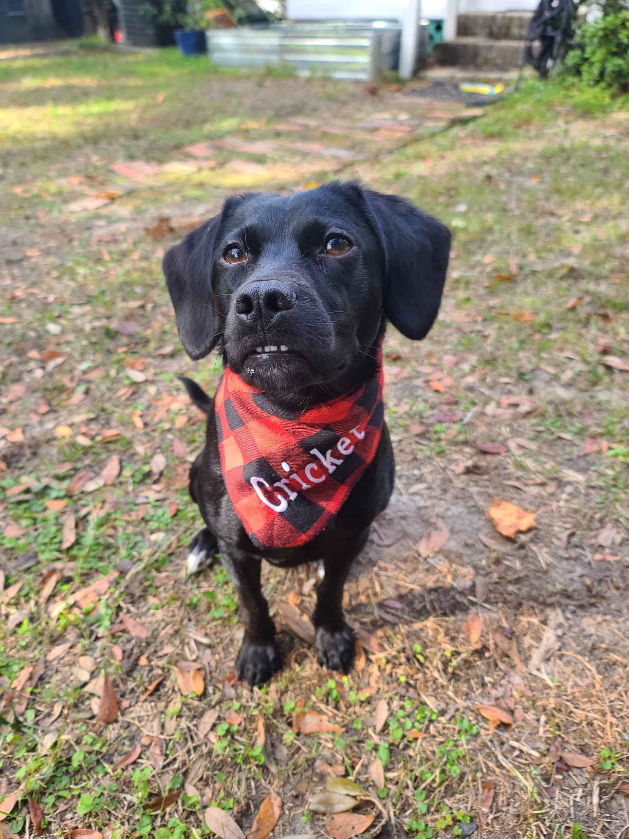 Ulico Personalized Dog Bandanas, Custom Embroidered Name Dog Pet Scarf customer photo 2
