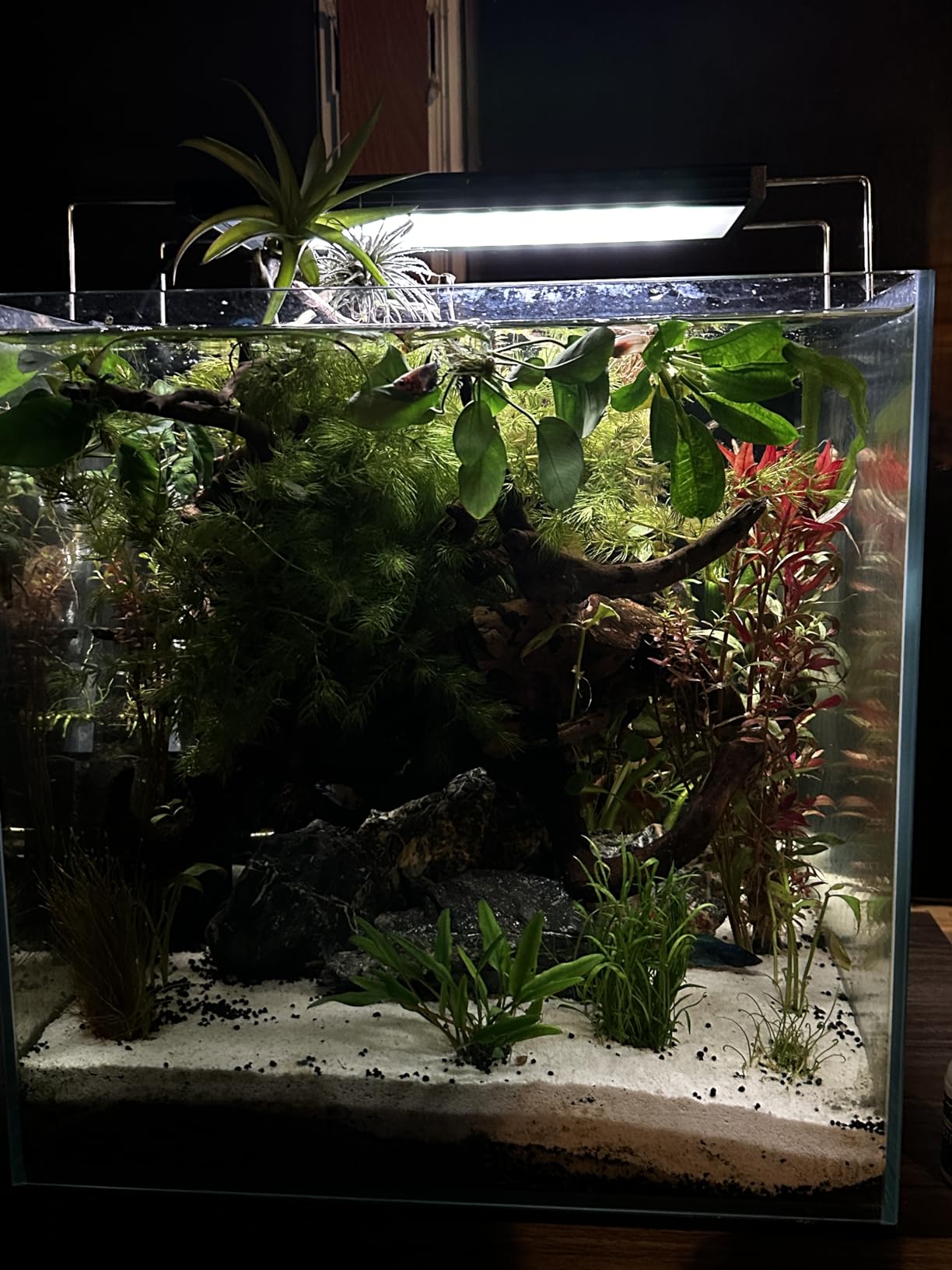 Chihiros WRGB II PRO LED Aquarium Light - Full Spectrum, Bluetooth App Control, Fish Tank Light with Timer for Aquatic Plants, Freshwater Fish Tank - WRGBII PRO 45cm customer photo 1