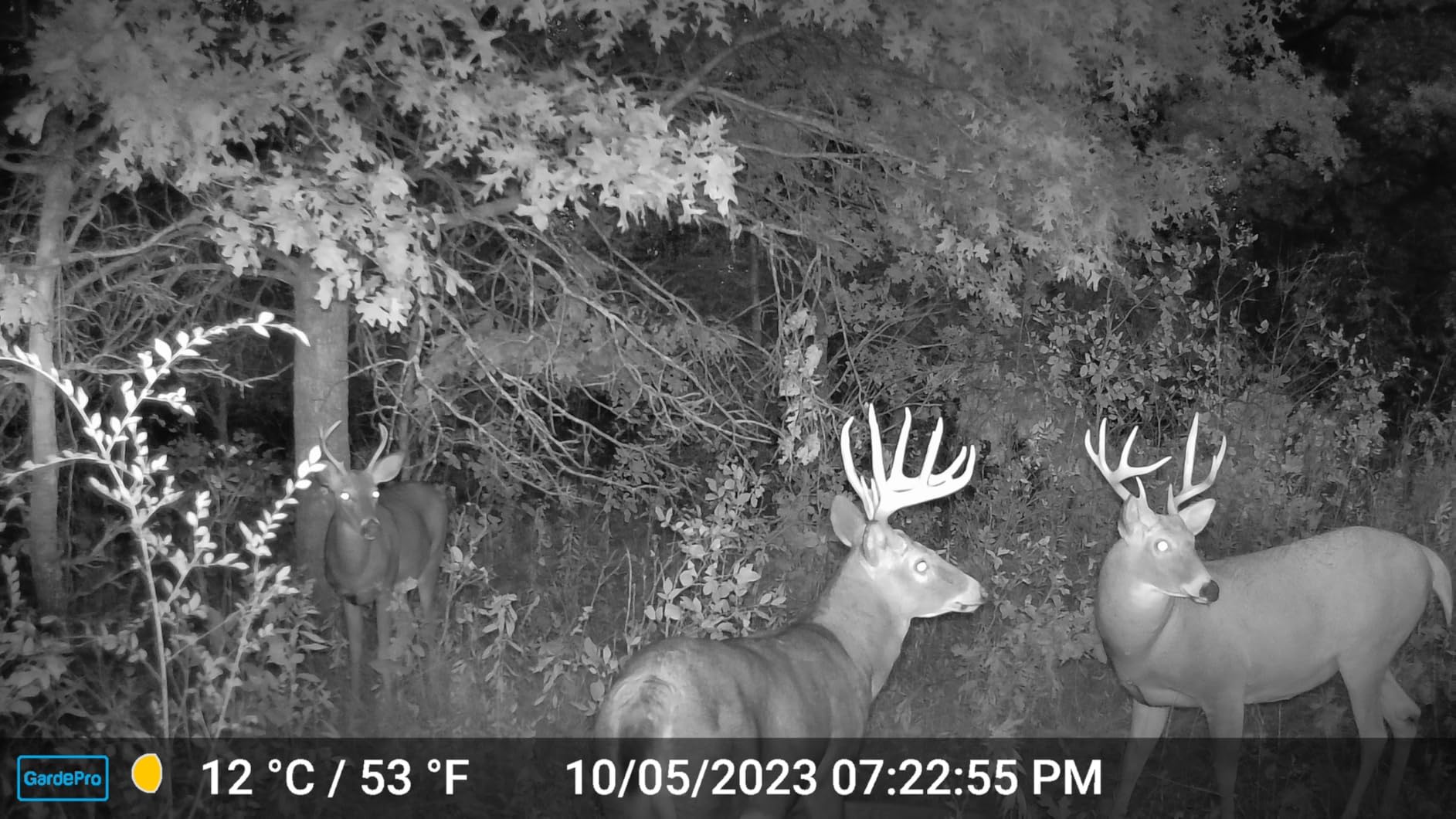 GardePro E5S Trail Camera (Non-Cellular, Non-WiFi), 64MP Photo & 1296P HD Video, 0.1s Trigger, 100ft No-Glow Night Vision, Motion Activated Wildlife Camera customer photo 1