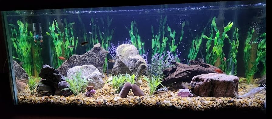 HiTauing Aquarium Heater, 300W Fish Tank Heater with LED Digital Display & 5 Safety Protection, Submersible Aquarium Heater with 2 Suction Cup and 8.2Ft Cord for 40-75 Gallon Fish Tank. customer photo 1