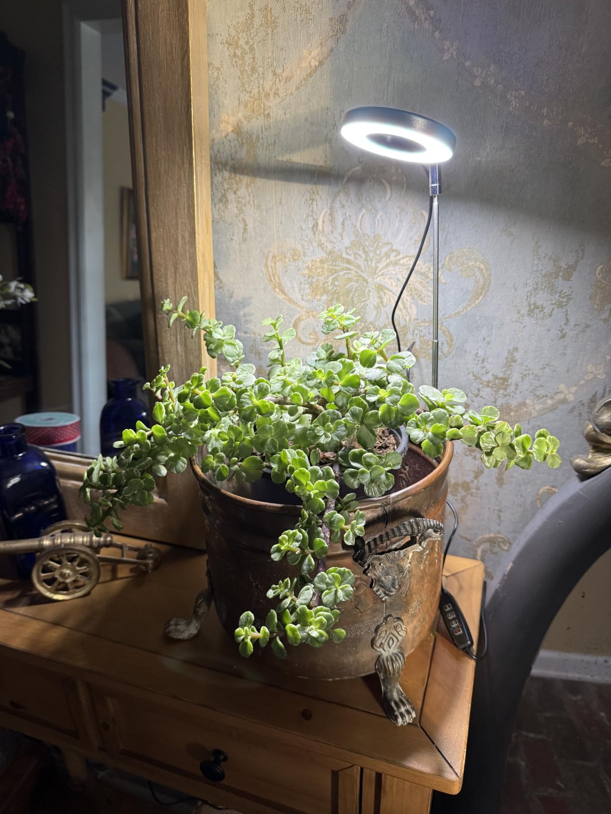 Aokrean Grow Lights for Indoor Plants, Full Spectrum Plant Light with Base | 48 LEDs Halo Grow Lamp for Small Plants, Base/Soil Insert, 6.5-26in Adjustable, 3 Spectra, 3/9/12H Timer, 10 Brightness, 3 Pack customer photo 1
