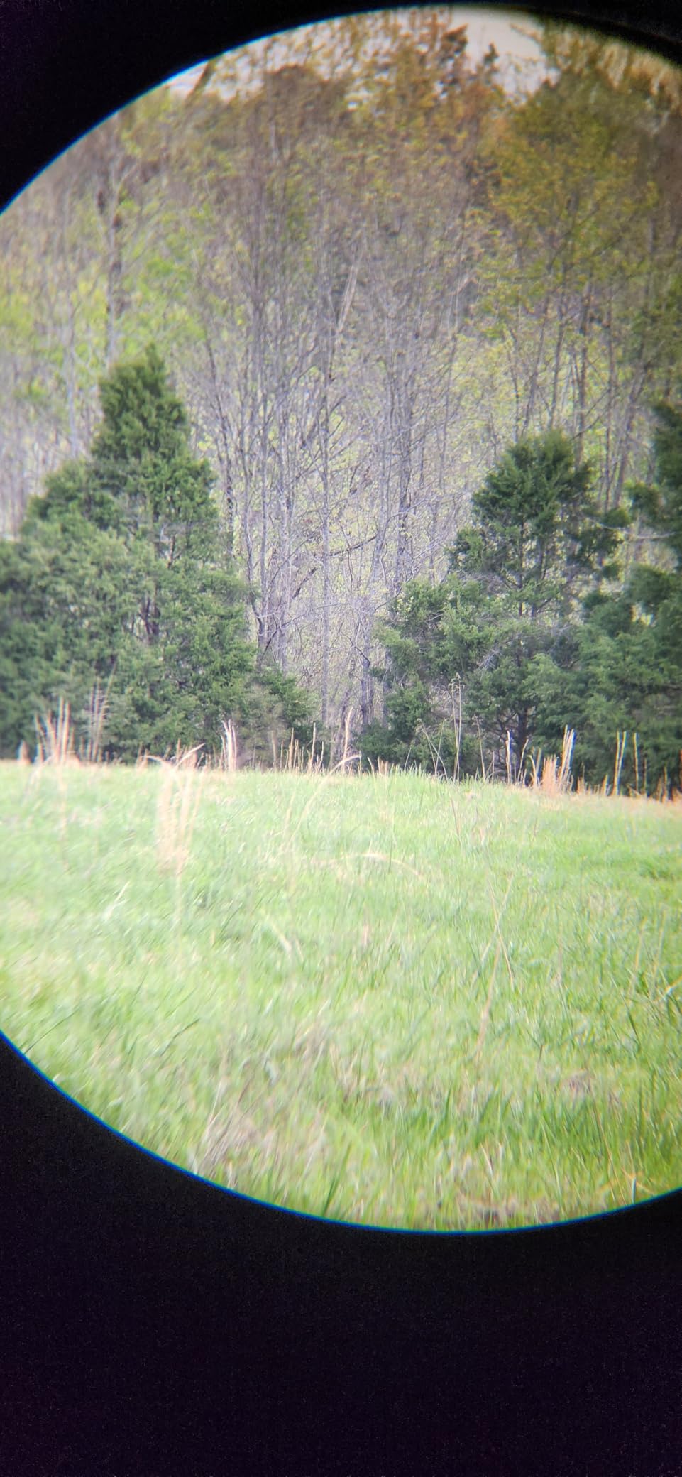 Vortex Triumph HD 10x42 Binoculars | HD Optics, Tripod Adaptable, Waterproof, Fogproof, Shockproof, Included Glasspak Harness - Unlimited, Unconditional Warranty customer photo 2