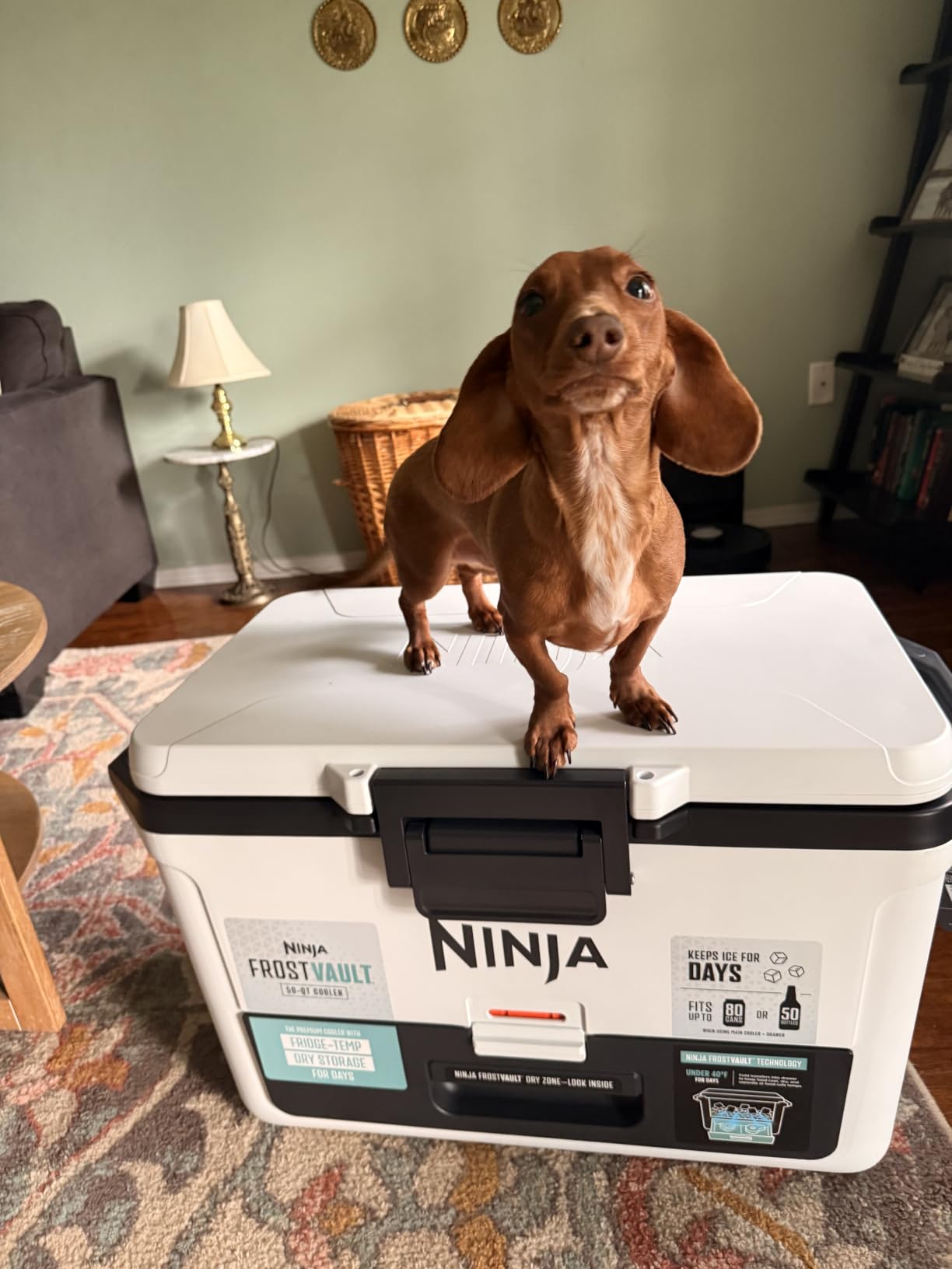 Ninja FrostVault 50qt Hard Cooler with Dry Storage Drawer, Lakeshore Blue customer photo 1