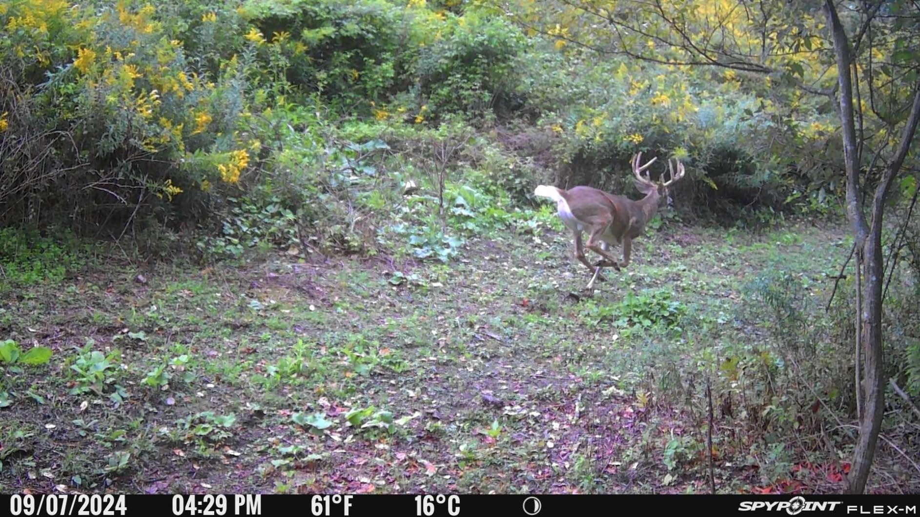 SPYPOINT Flex-M Twin Pack Cellular Trail Cameras (2-Pack) customer photo 1