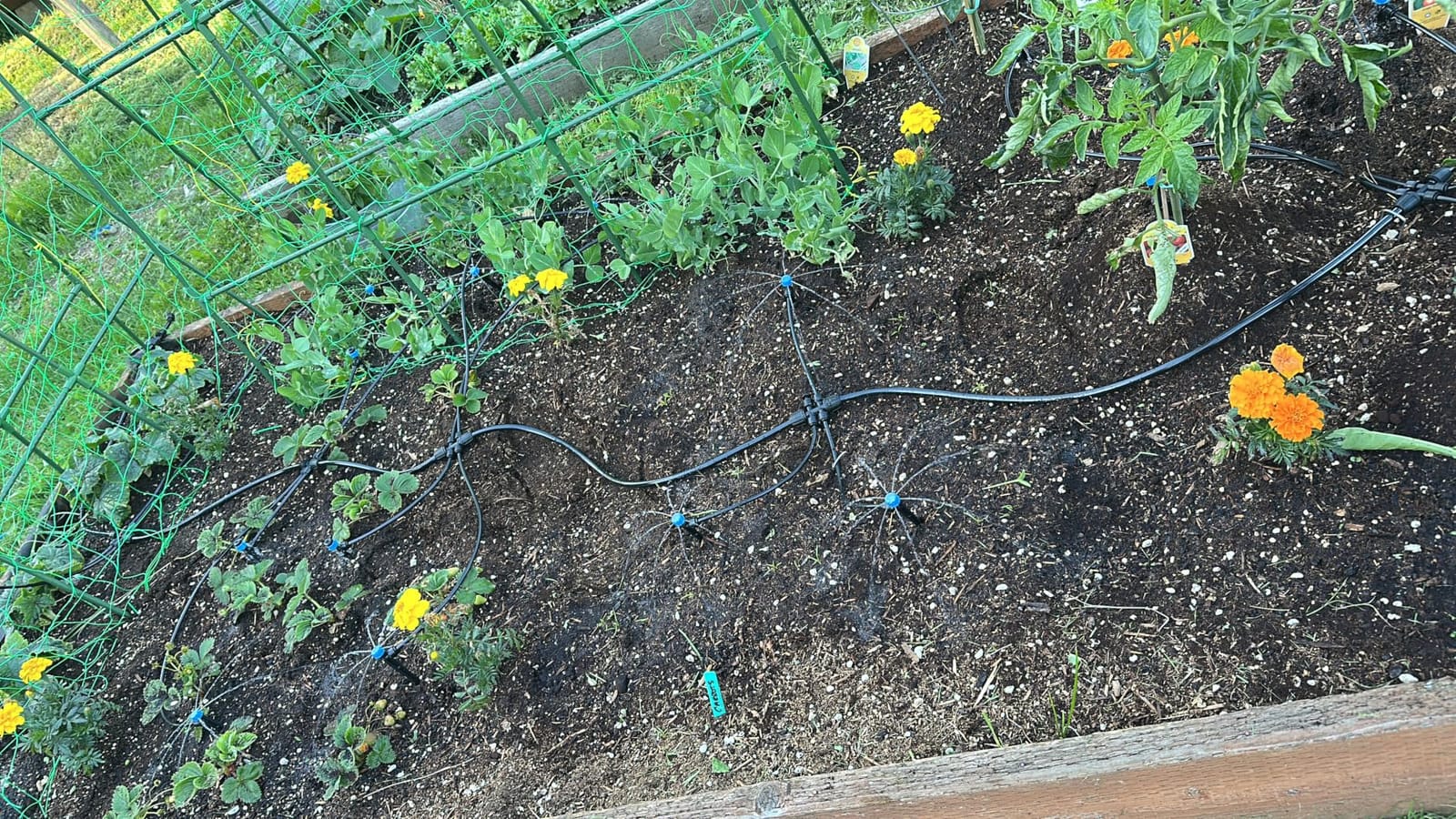 Bonviee Drip Irrigation System Kit for Garden Watering, 230FT Quick Connect customer photo 1