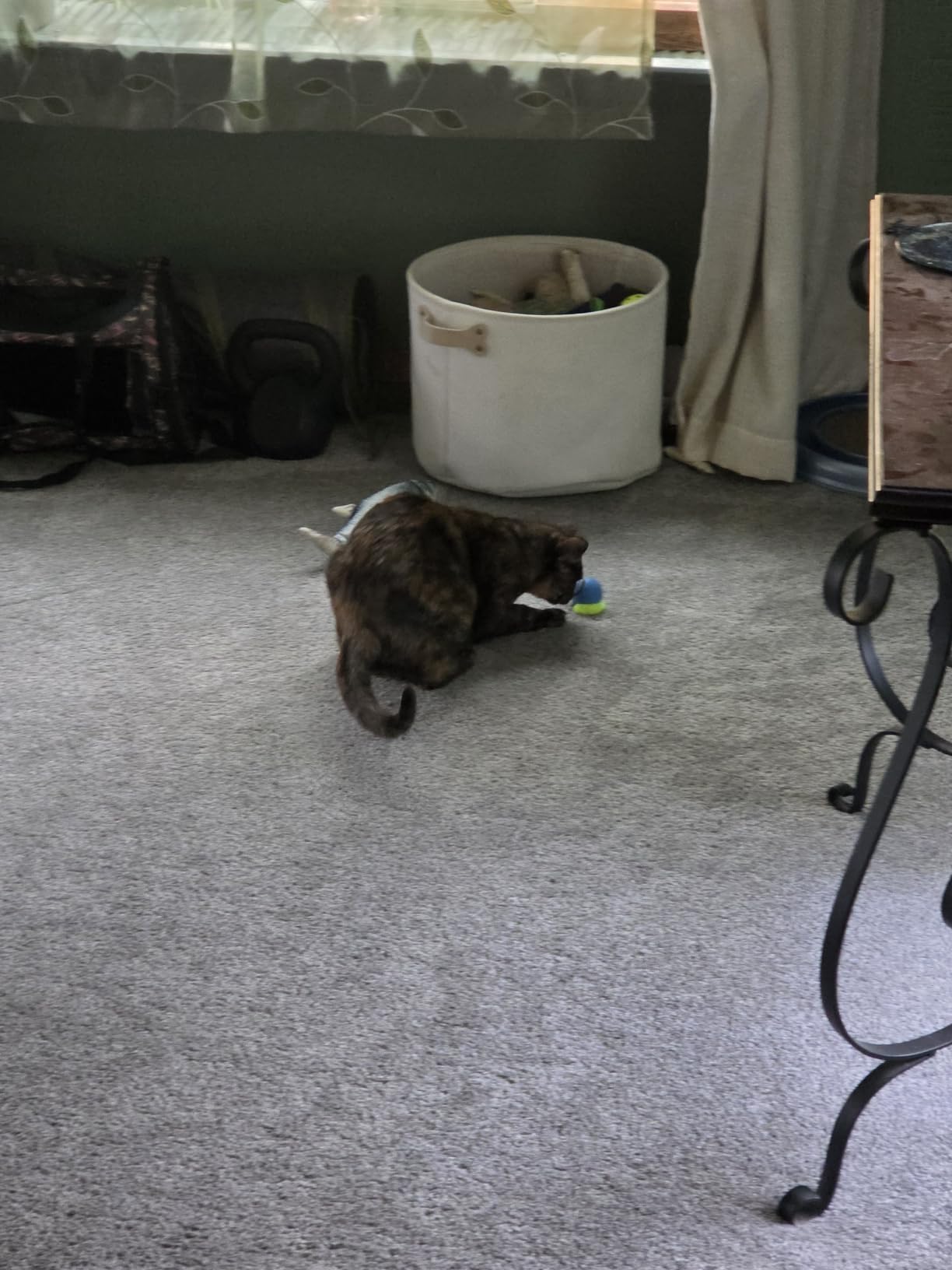 BABORUI Interactive Cat Toy Ball - Automatic Interactive Cat Toys for Indoor Cats with 3 Tails, 2 Speeds Rechargeable Cat Enrichment Toys for Small/Medium/Large Cats to Keep Them Busy (Blue) customer photo 1