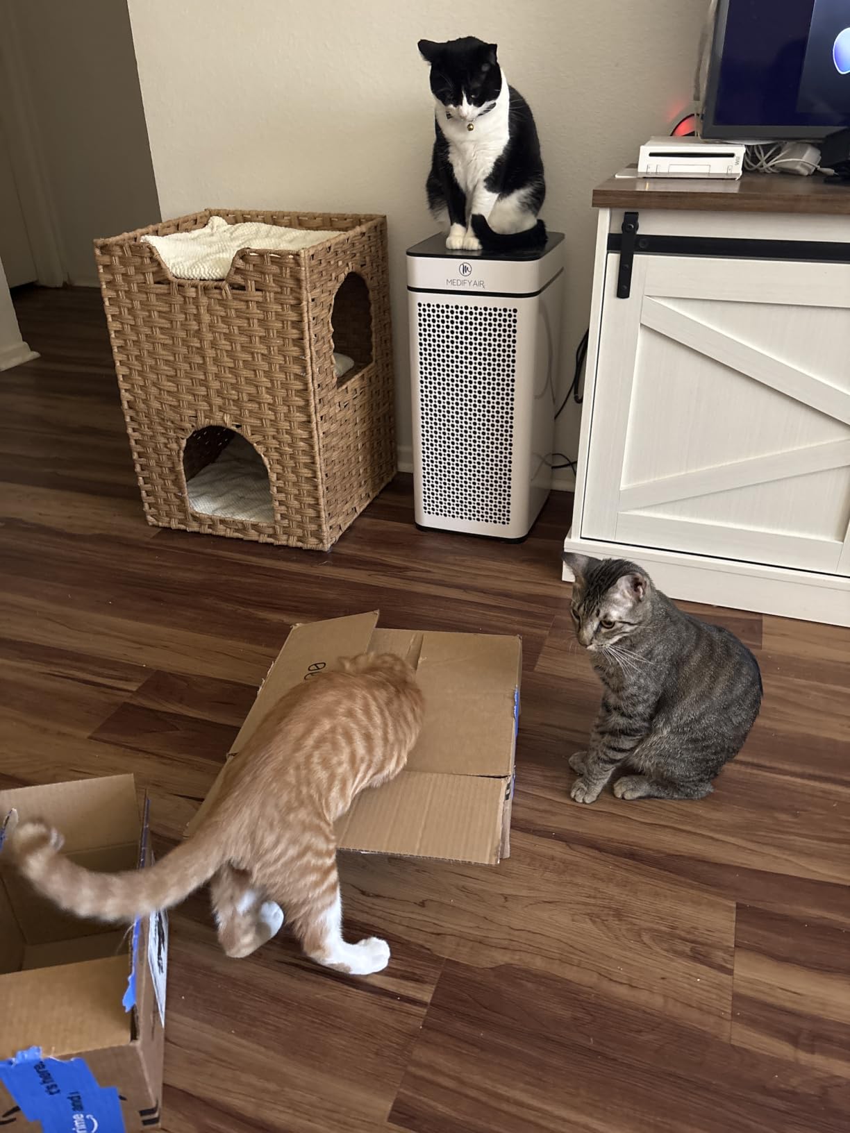 BABORUI Interactive Cat Toy Ball - Automatic Interactive Cat Toys for Indoor Cats with 3 Tails, 2 Speeds Rechargeable Cat Enrichment Toys for Small/Medium/Large Cats to Keep Them Busy (Blue) customer photo 2