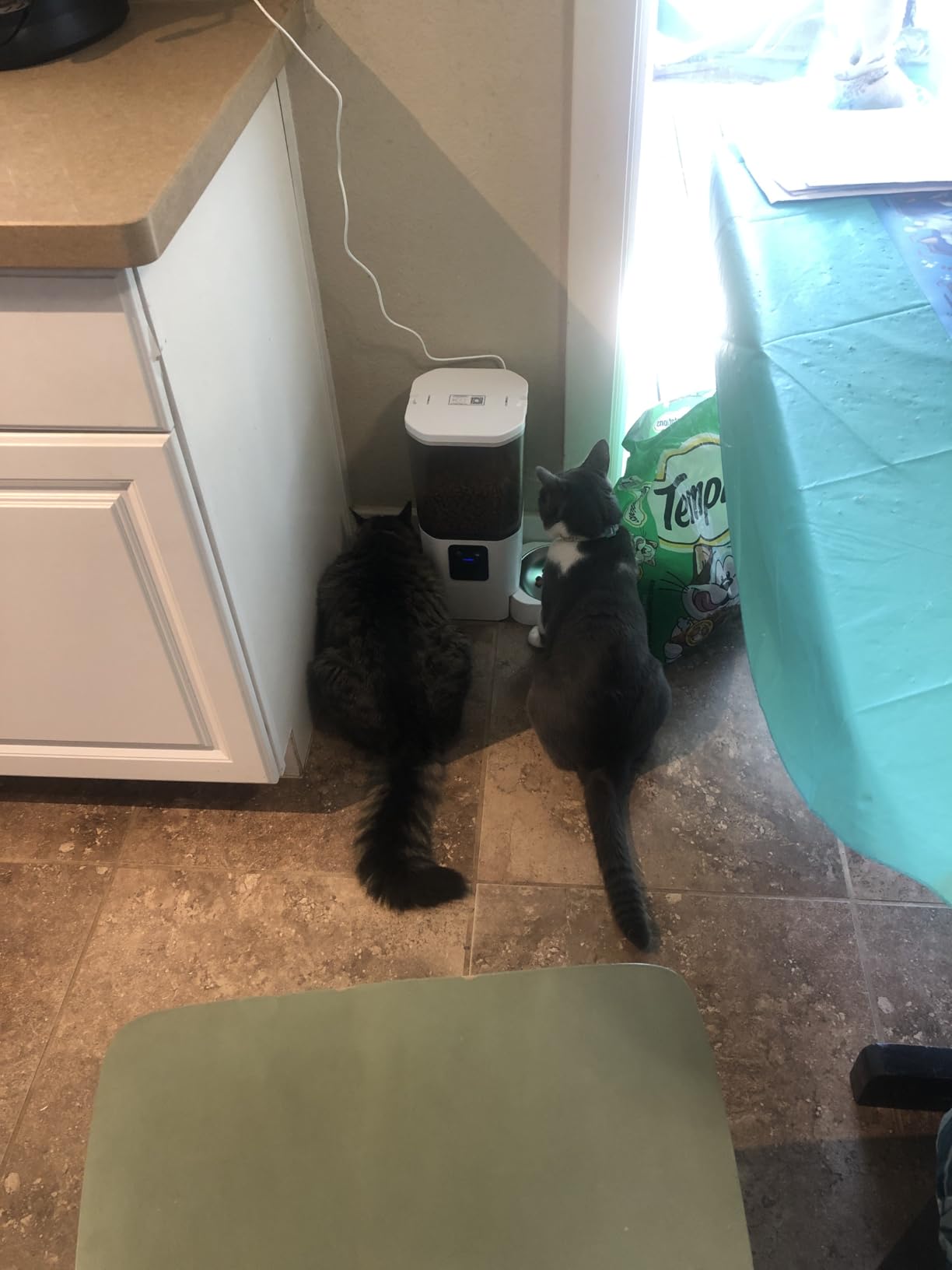 Frienhund Automatic Cat Feeder 2 Cats with Slow Feed: Dual Automatic Dog Feeder with 5G WiFi, Cat Food Dispenser with APP Control for Multiple Pets, Detachable for Easy Clean, Double Pet Bowl - 29 Cup customer photo 1