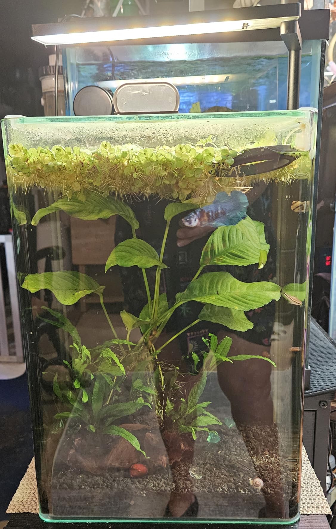 Solo Series Nano LED Aquarium Light, Full Spectrum and Dimmable, App-Controlled, for Freshwater and Planted Tanks customer photo 1