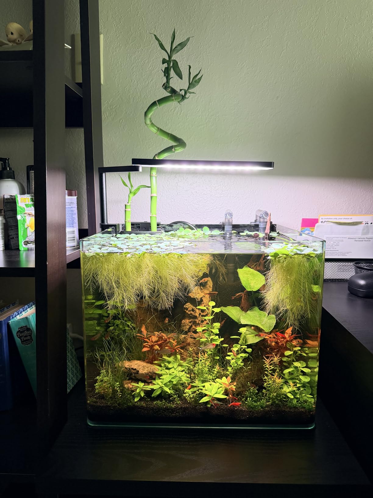Solo Series Nano LED Aquarium Light, Full Spectrum and Dimmable, App-Controlled, for Freshwater and Planted Tanks customer photo 2