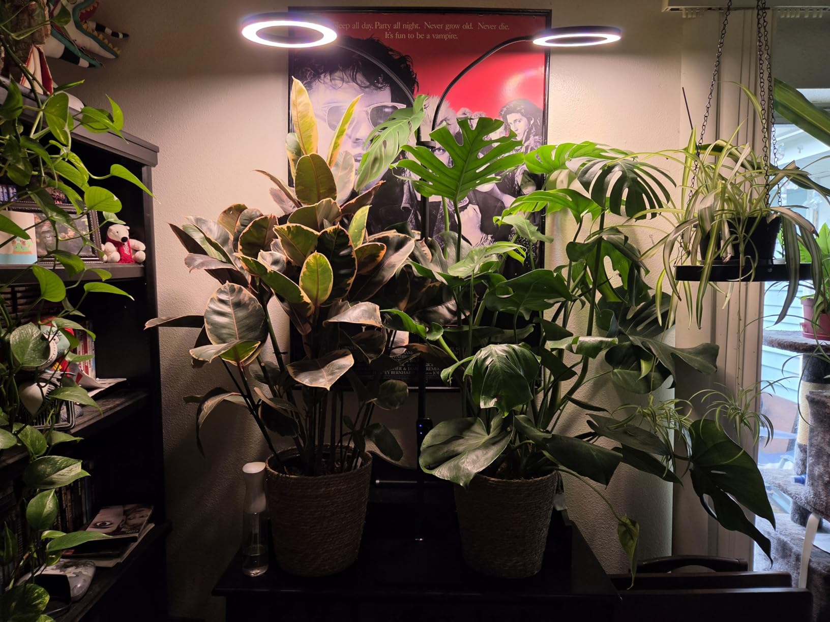 GLOWRIUM Tall Plant Grow Light for Indoor Plants, Full Spectrum Plant Light | 48W LED Grow Lamp with Dual Heads, 23.5-71