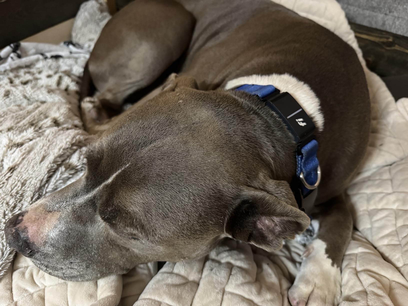 Fi Series 3+ GPS + Health Dog Collar, Blue, Large, 6-Month Membership | Smart GPS dog collar with live tracking, health & behavior, Escape Alerts, LED light. Waterproof and Apple Watch compatible. customer photo 1