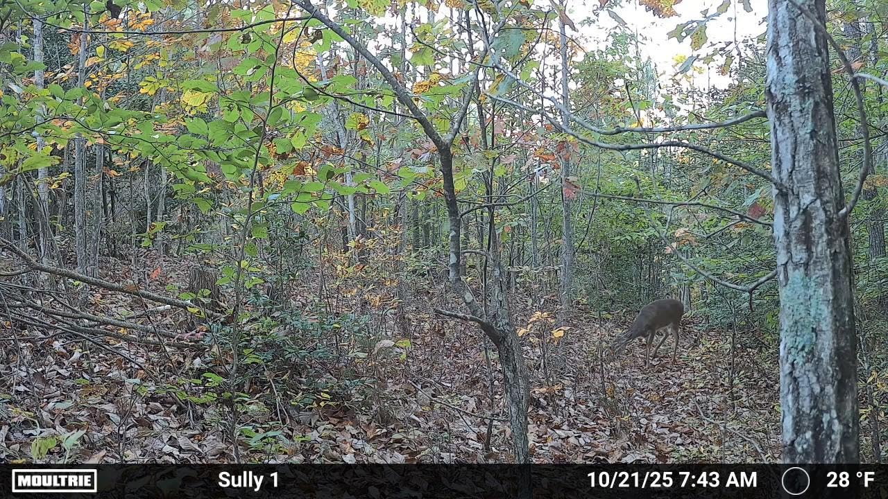 Moultrie Edge 3 Cellular Trail Camera customer photo 2