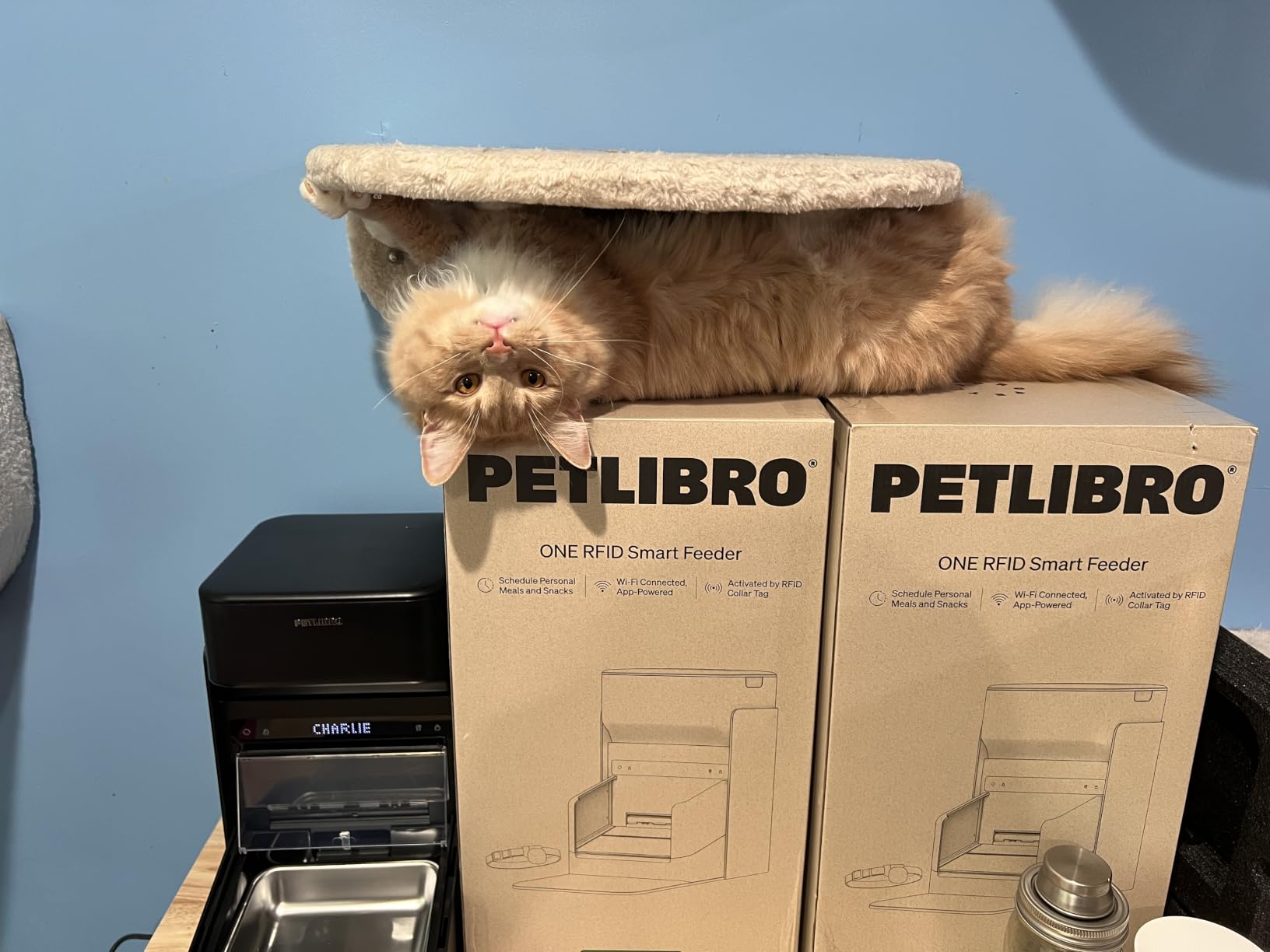 PETLIBRO RFID Automatic Cat Feeder, Collar Sensor for Personalized Meals, Cats Recognition, Diet Tracking and Anti-Stealing for Multi-Pets Homes and Different Diets, Wi-Fi Programmable Food Dispenser customer photo 1