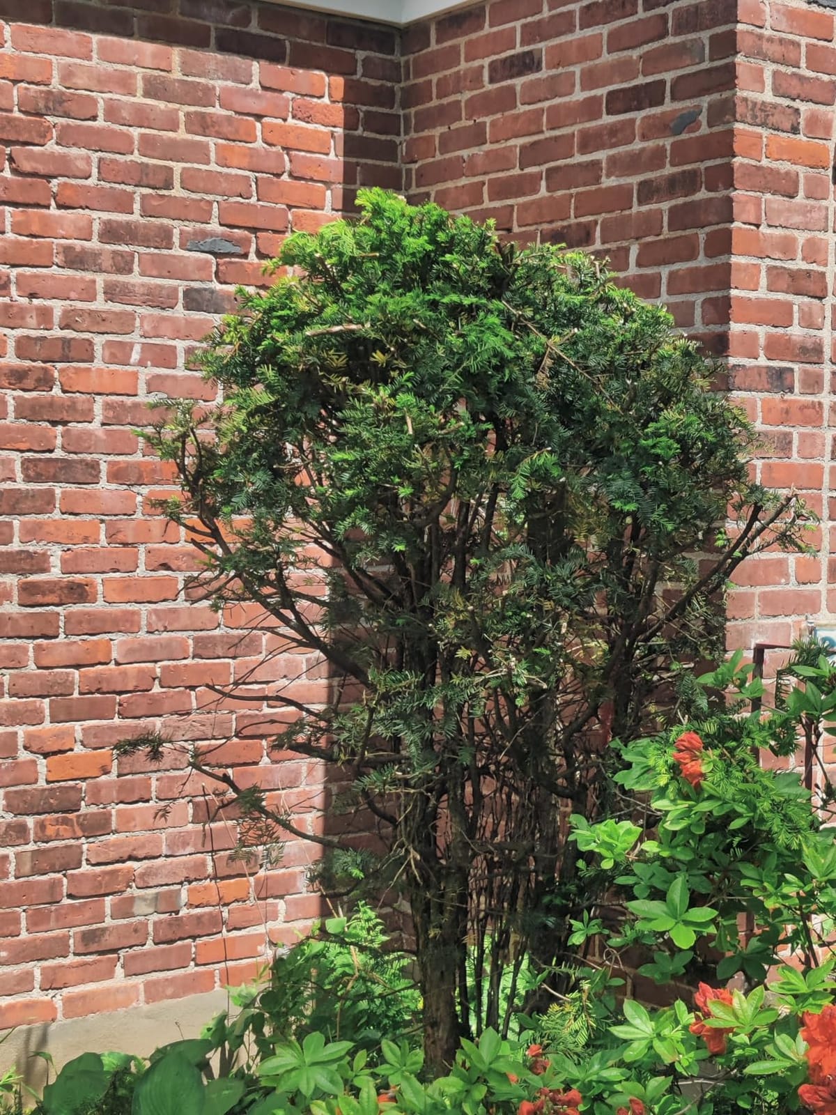 22 inch Hedge Trimmer Cordless with 2 Battery and Charger, 20V Handheld customer photo 1