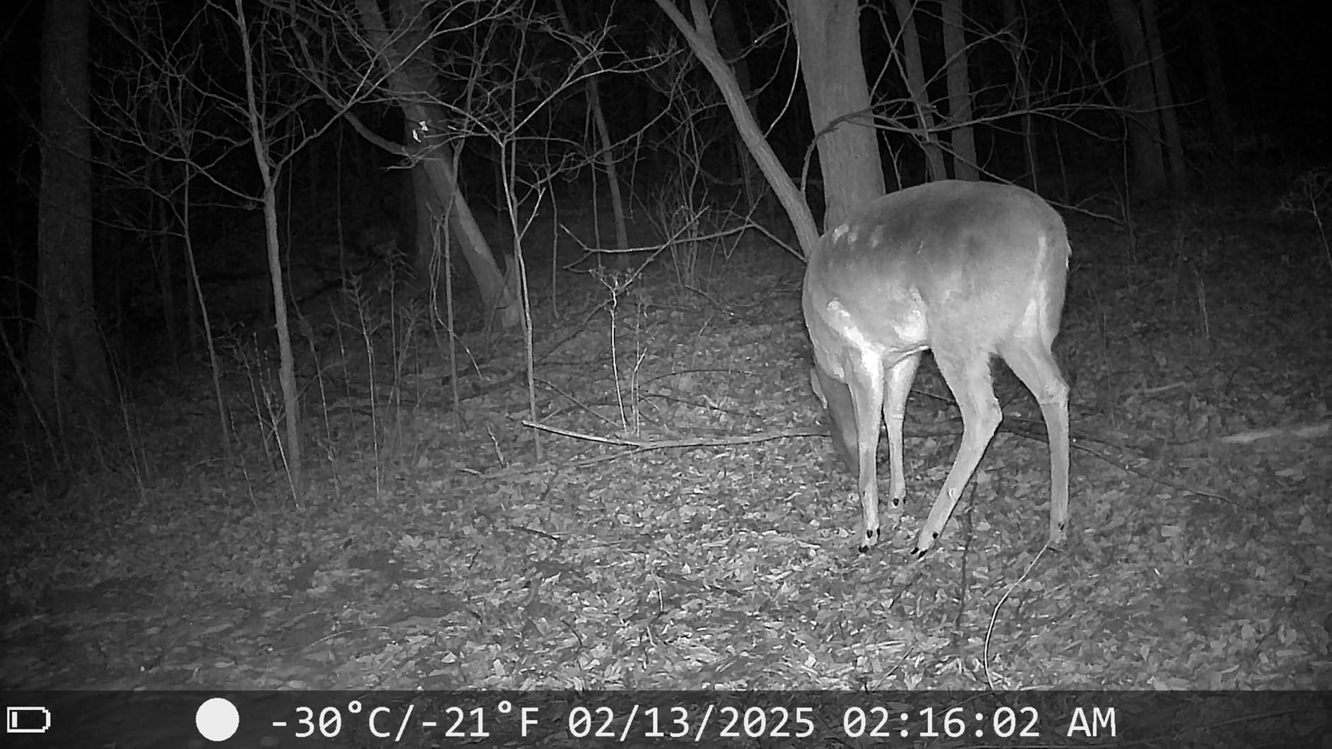KJK Trail Camera 4K 64MP WiFi Bluetooth Game Camera, Night Vision Wildlife Hunting Camera, 0.1s Trigger Motion Activated, IP67 Waterproof, 130° Wide Angle for Deer & Farm Security customer photo 2