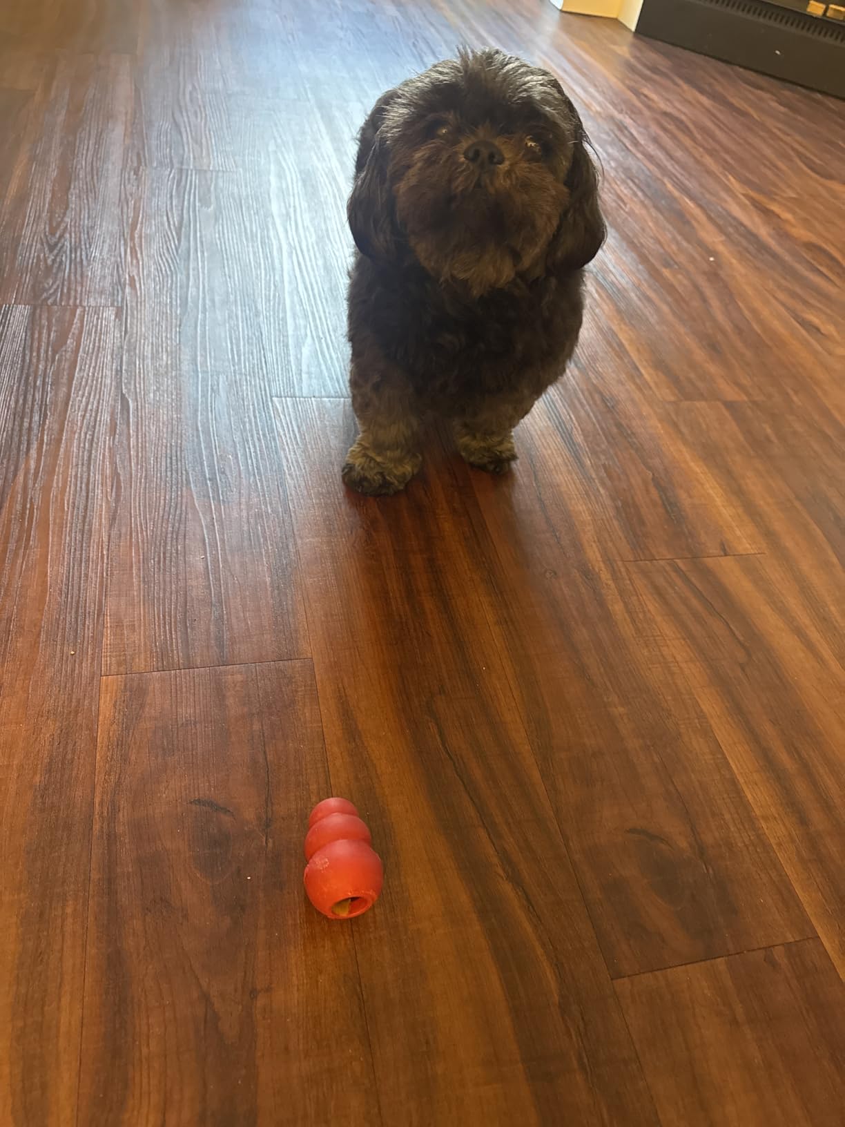 KONG Classic Stuffable Dog Toy, Natural Rubber Chew, for Large Dogs customer photo 1