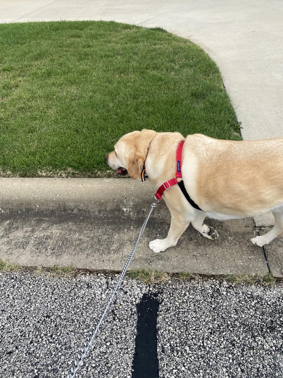 PetSafe Easy Walk Harness, No Pull Dog Harness, Black, Medium customer photo 1