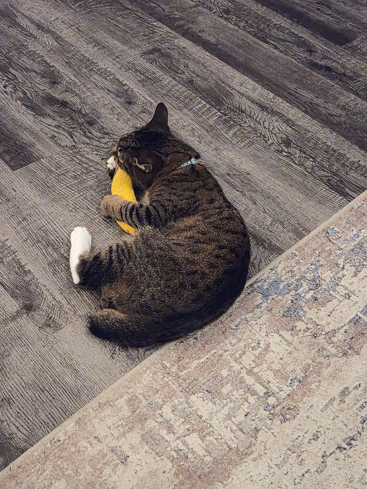 Yeowww! Catnip Chi-CAT-a Banana Toy for Cats - 7 Inches - Durable Cotton Twill - Made in the USA - Stuffed with Organically Grown Catnip customer photo 1