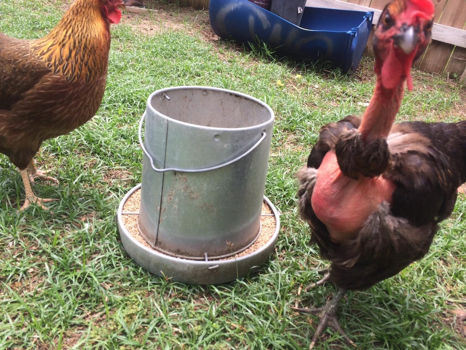 Little Giant® Hanging Metal Poultry Feeder | Chicken Feeder | Outdoor Hanging Bird Feeder | Galvanized Steel Feed Container with Hanging Handle | 40 Pound customer photo 1