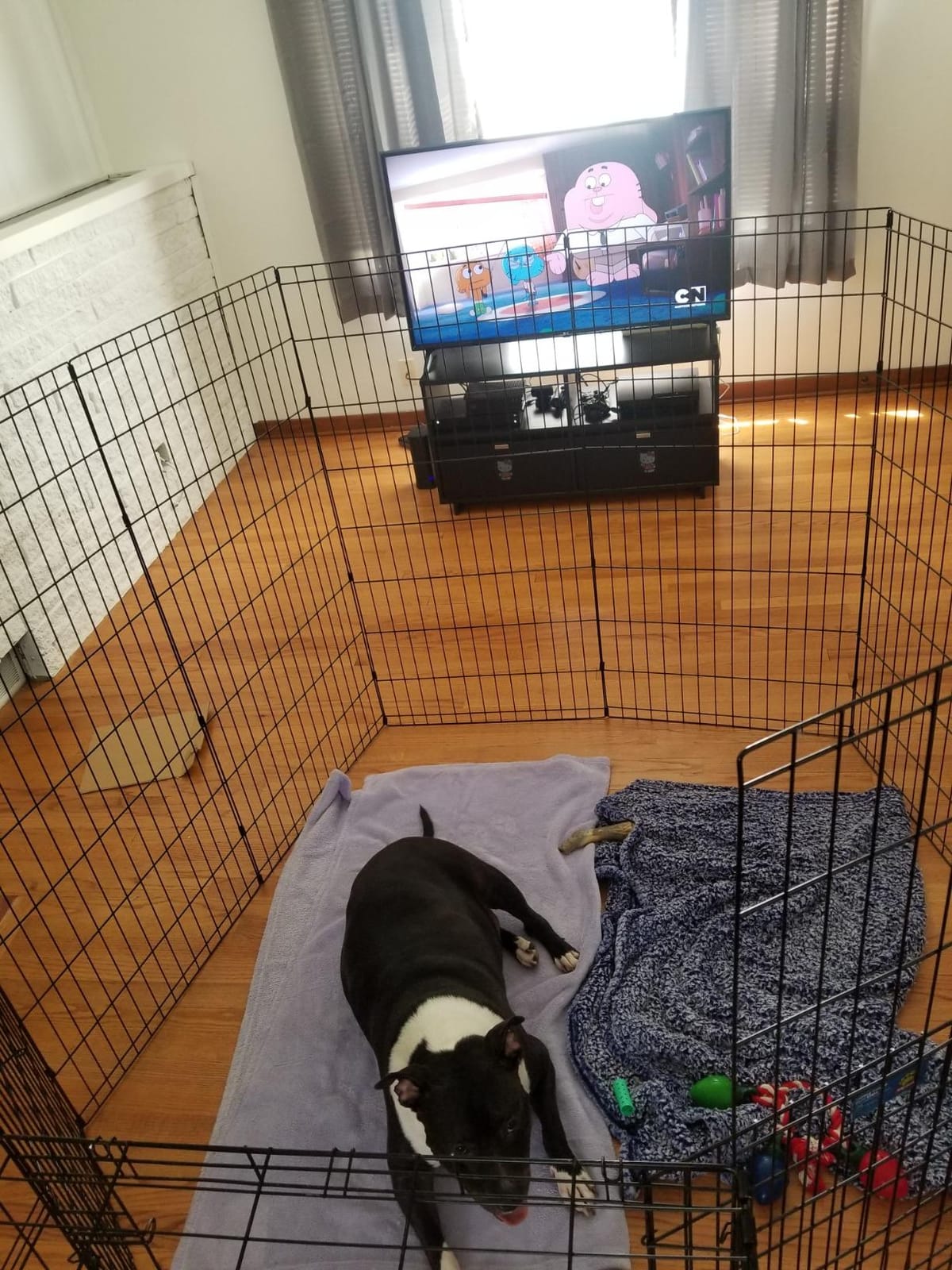 MidWest 30-Inch Exercise Pen, No Door, 16 Sq Ft Play Area customer photo 2