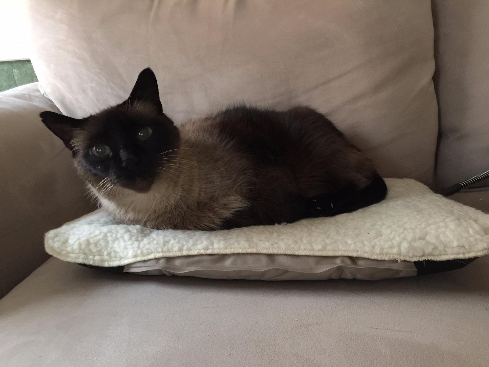 K&H Heating Pad, Lectro-Soft Outdoor Pet Bed, Safety Listed, 18x14in, 20W customer photo 1
