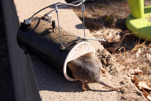 Blackhole Trap - The Original Blackhole Mole, Rodent & Gopher Trap, Spring Loaded, Easy to Use, Reusable Dark Trap Hole for Eliminating Pests in All Yards customer photo 1