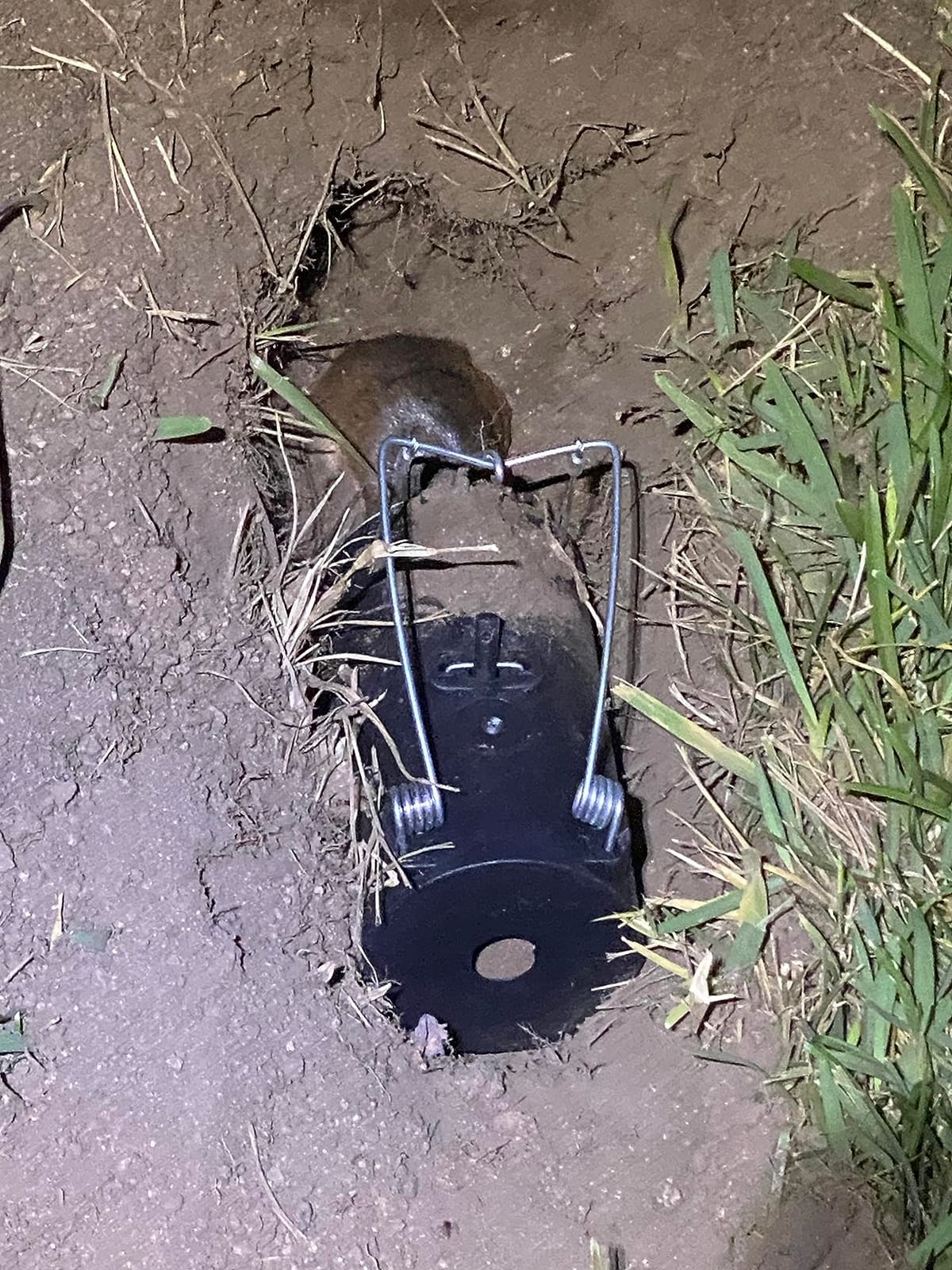 Blackhole Trap - The Original Blackhole Mole, Rodent & Gopher Trap, Spring Loaded, Easy to Use, Reusable Dark Trap Hole for Eliminating Pests in All Yards customer photo 2