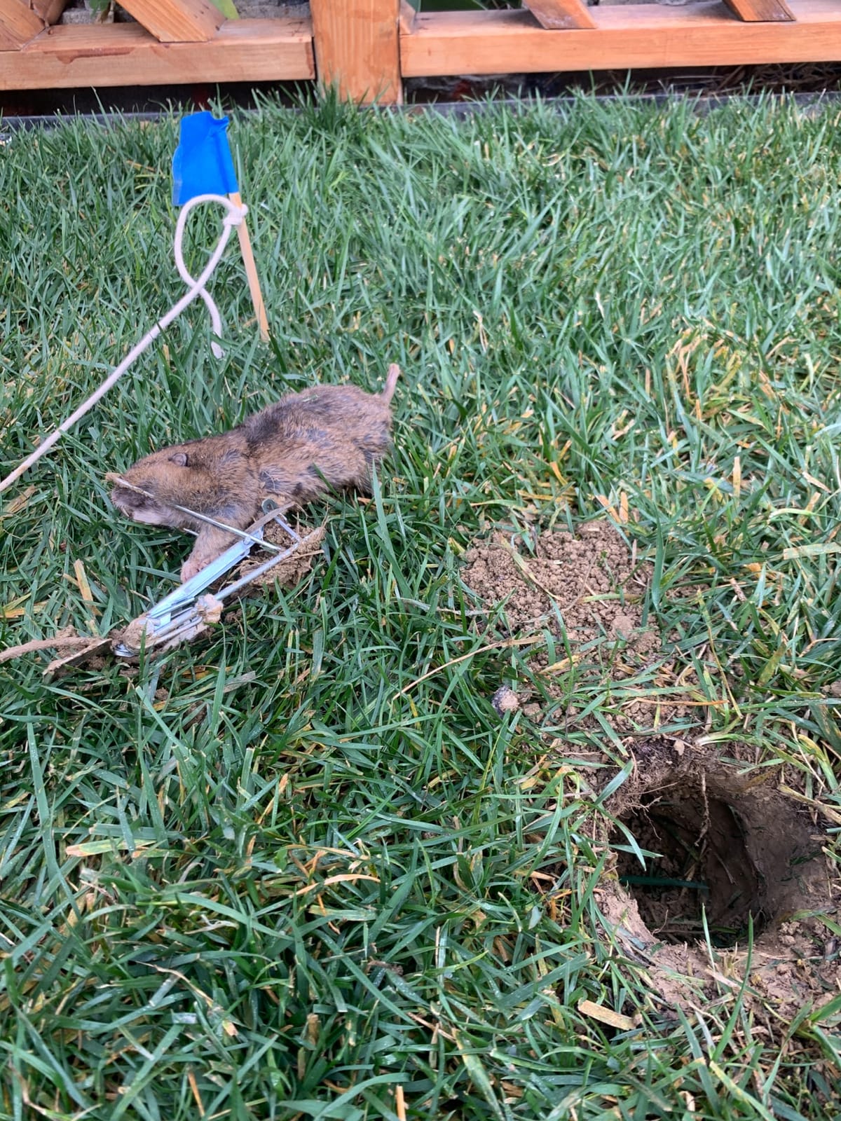 Victor Easy Set Gopher Trap, 2-Pack, Weather-Resistant Rodent Traps customer photo 1