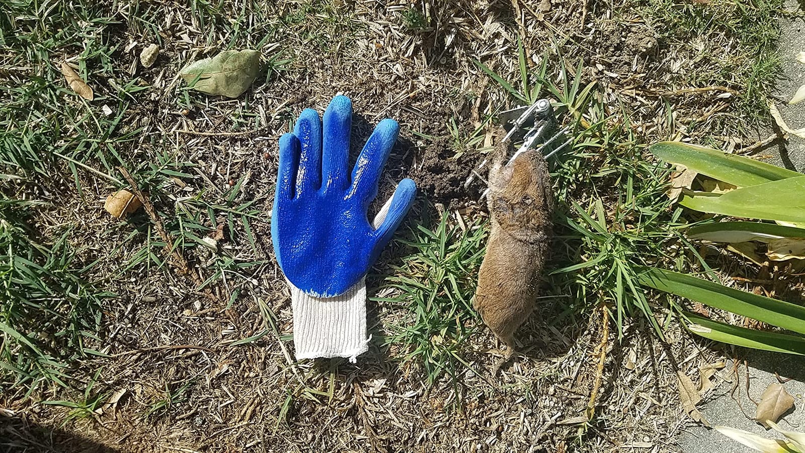 Victor Easy Set Gopher Trap, 2-Pack, Weather-Resistant Rodent Traps customer photo 2