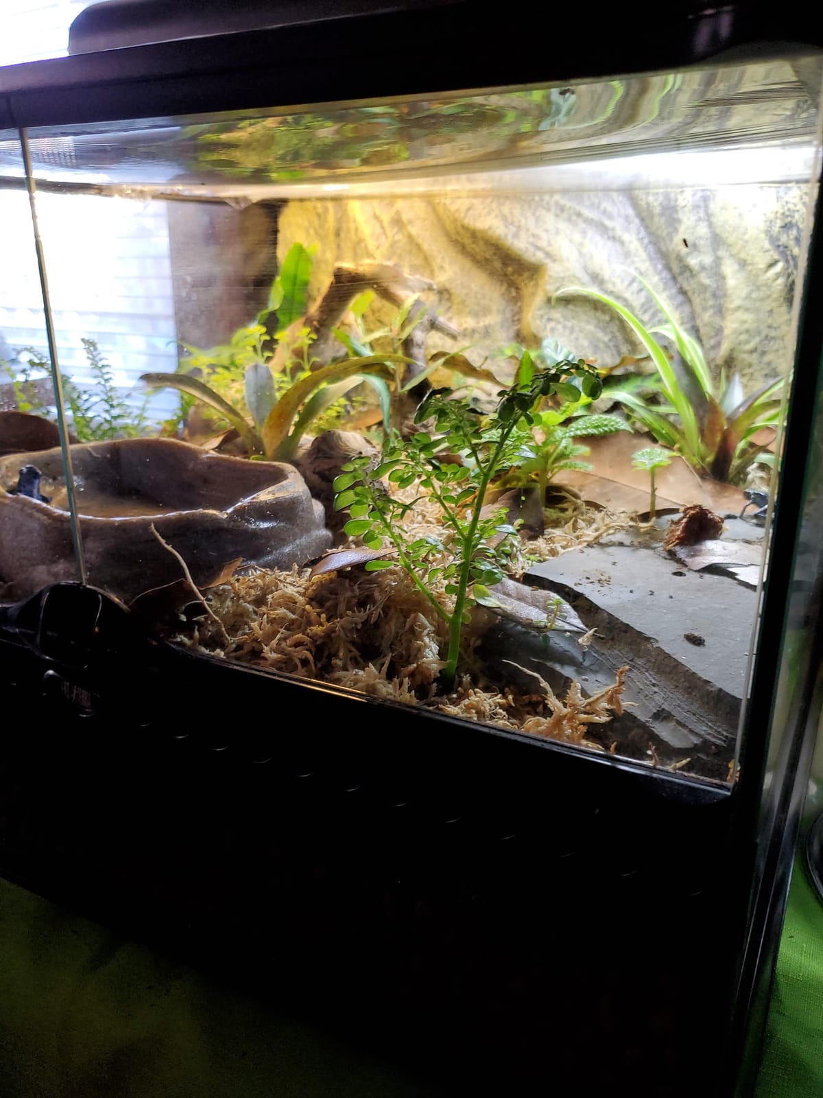 Exo Terra Repti Glo 5.0 Tropical Terrarium Lamp, 13 Watts, Whites and Tans customer photo 2